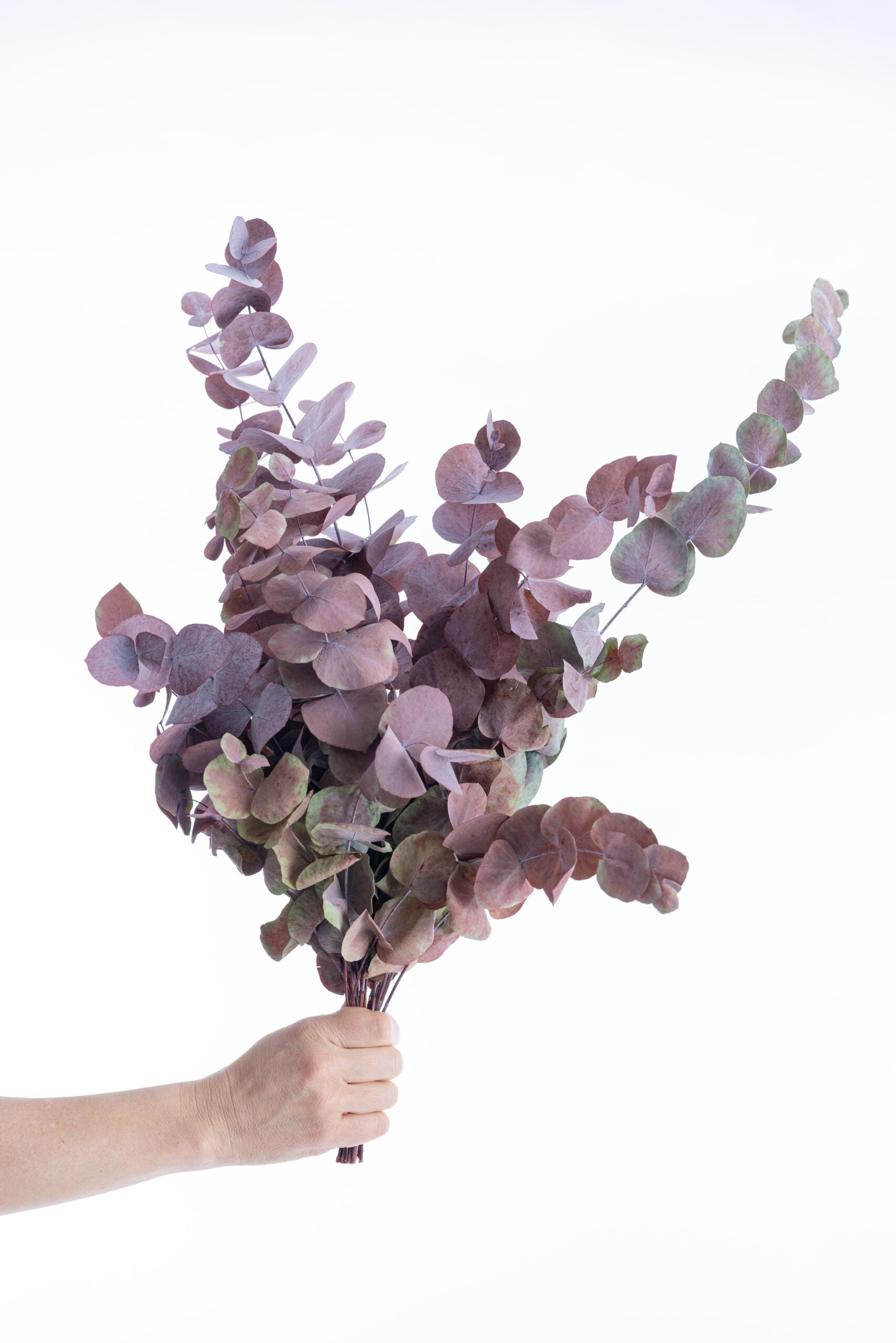 Eucalyptus stabilisé teinte pourpre, idéal pour compositions florales