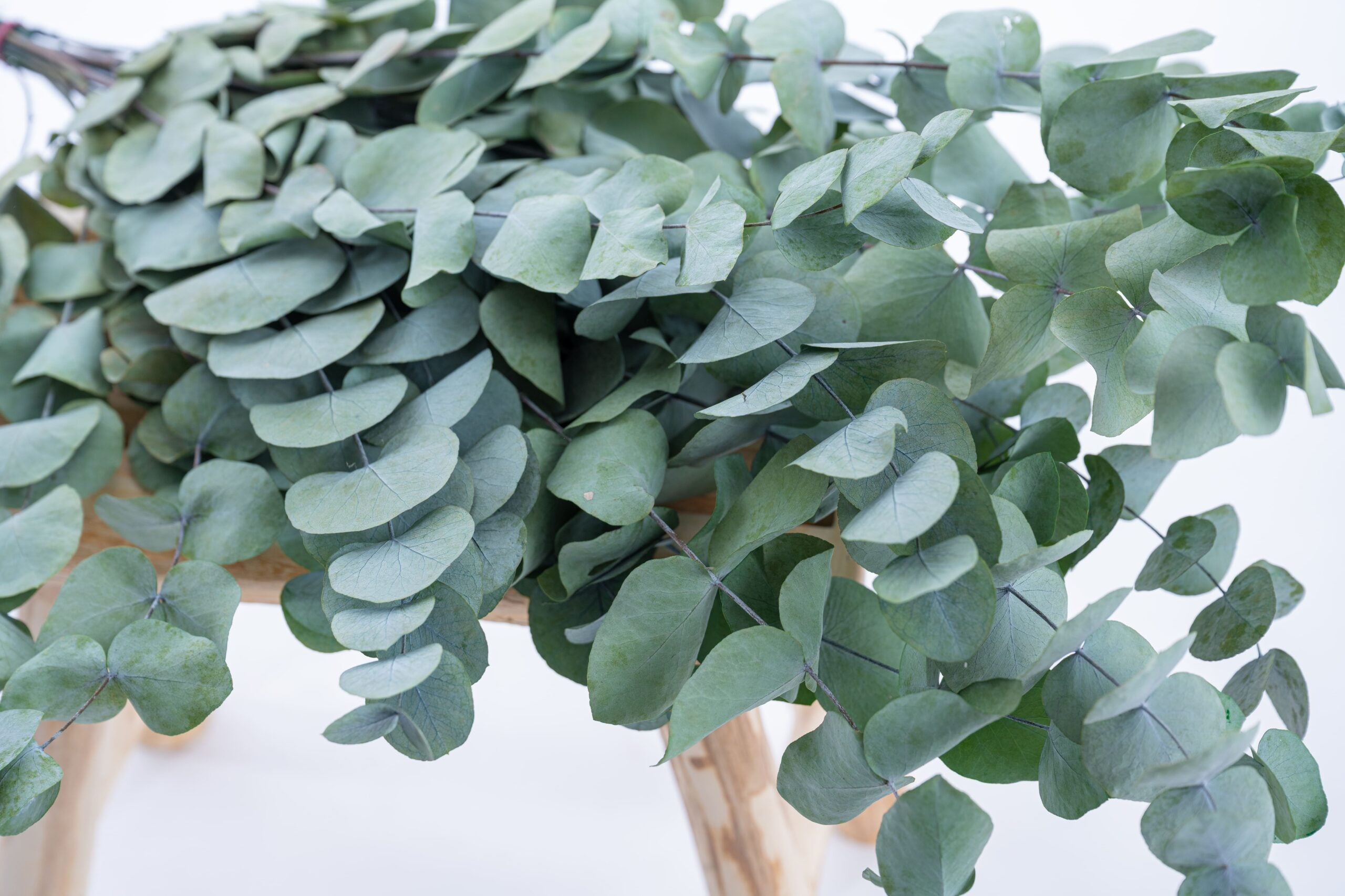 Brin d’eucalyptus cinerea stabilisé à la teinte vert doux