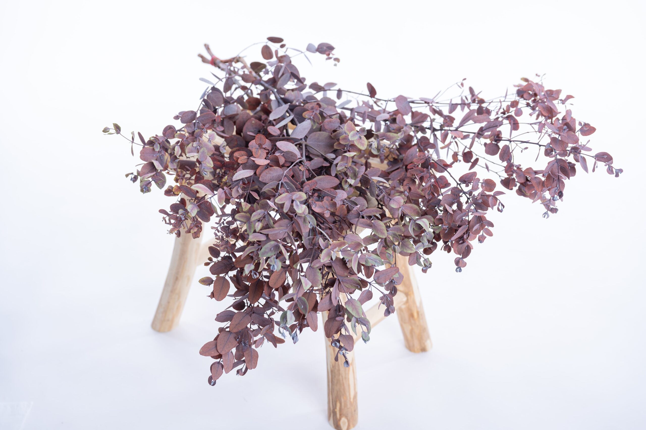 Branche d’eucalyptus gunnii stabilisé, couleur chaude et profonde