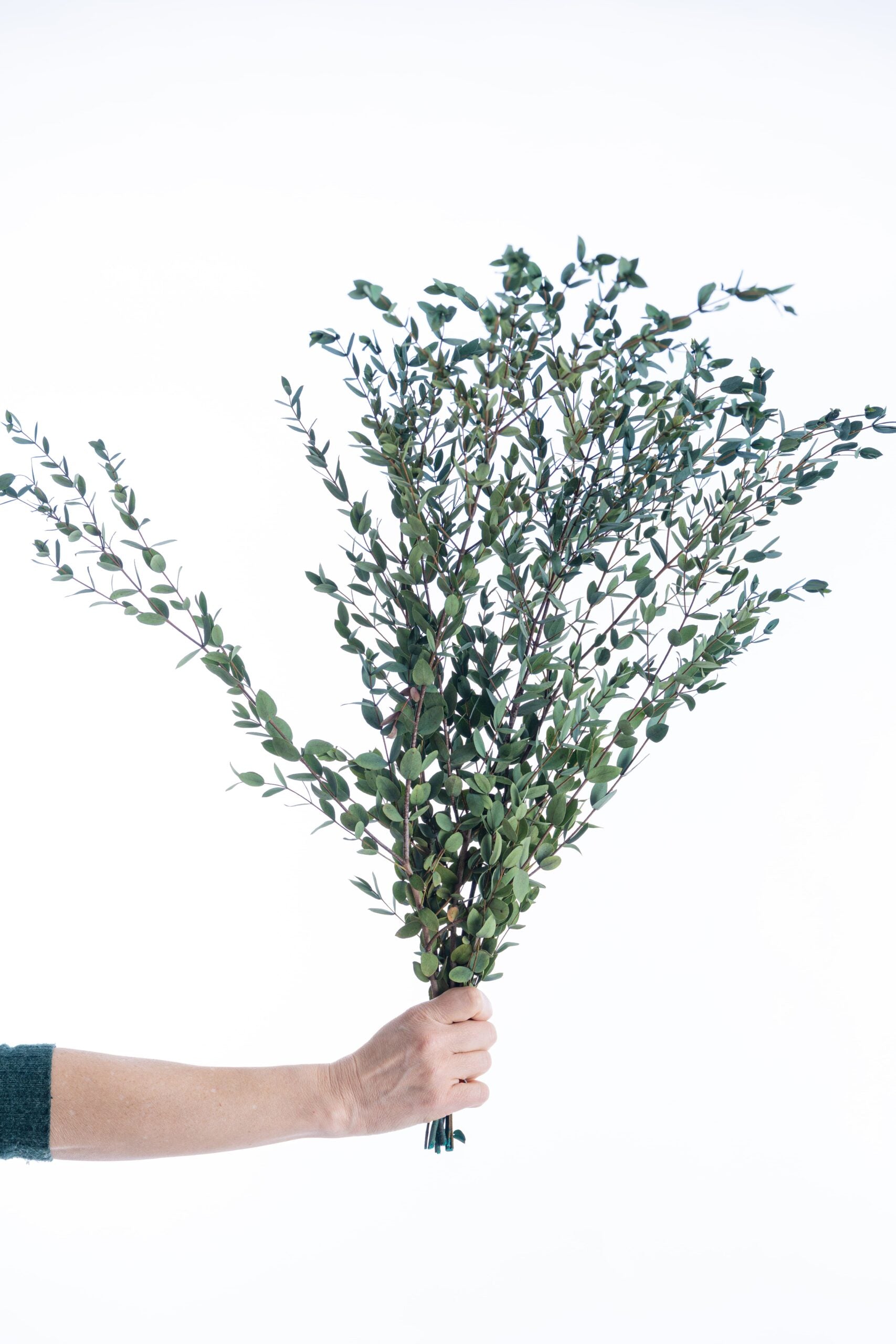 Tiges d’eucalyptus parvifolia aux reflets verts stabilisés