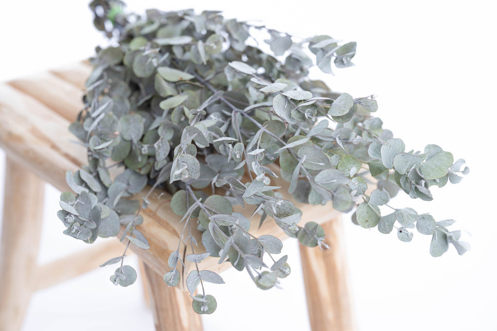 Tiges d’eucalyptus gunnii séchées bio cultivées en France