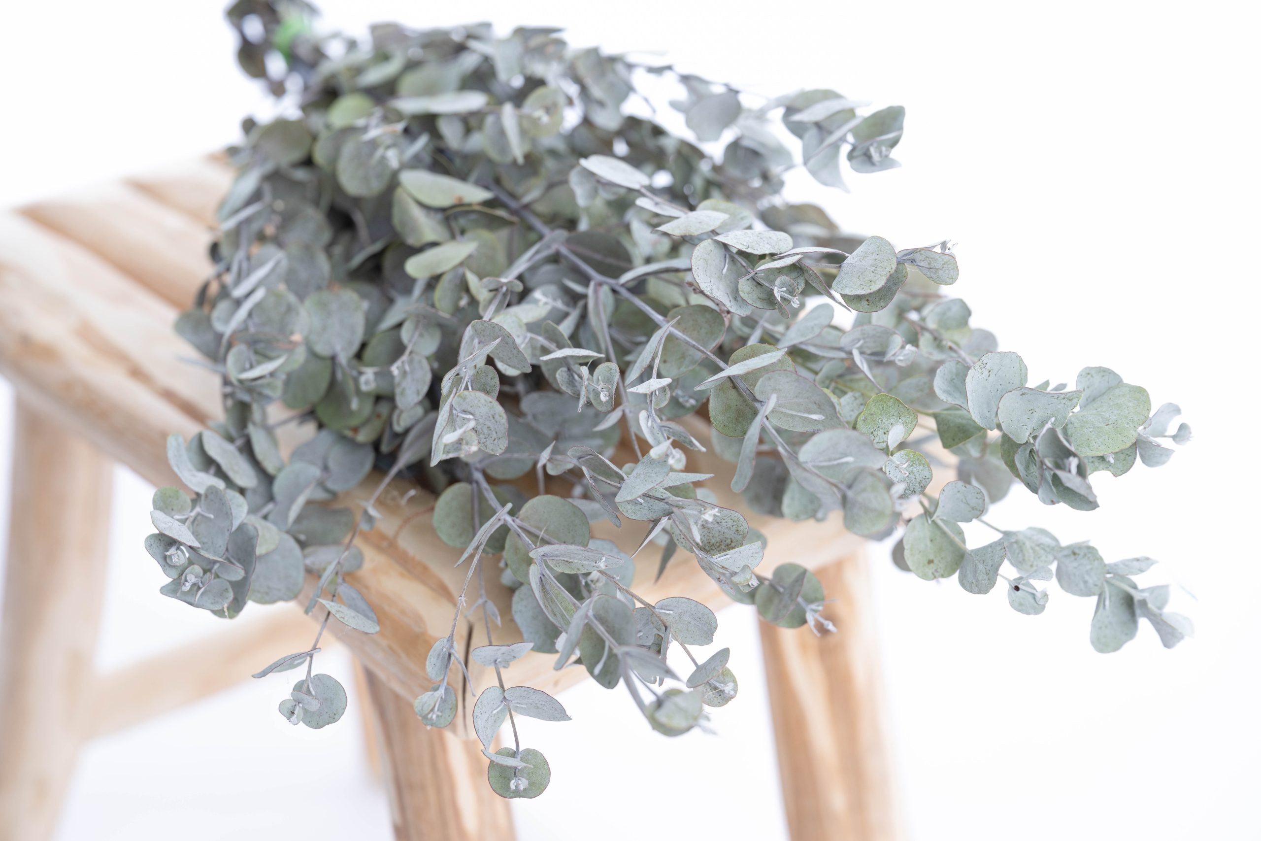 Tiges d’eucalyptus gunnii séchées bio cultivées en France