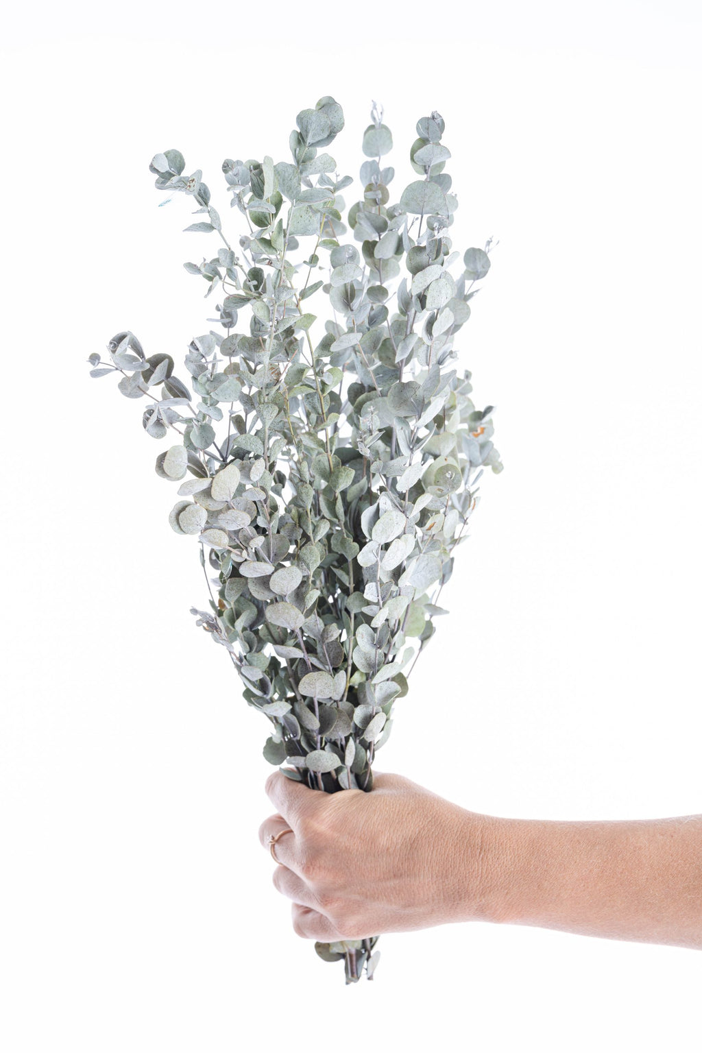 Eucalyptus stabilisé artisanal, feuillage naturel et durable