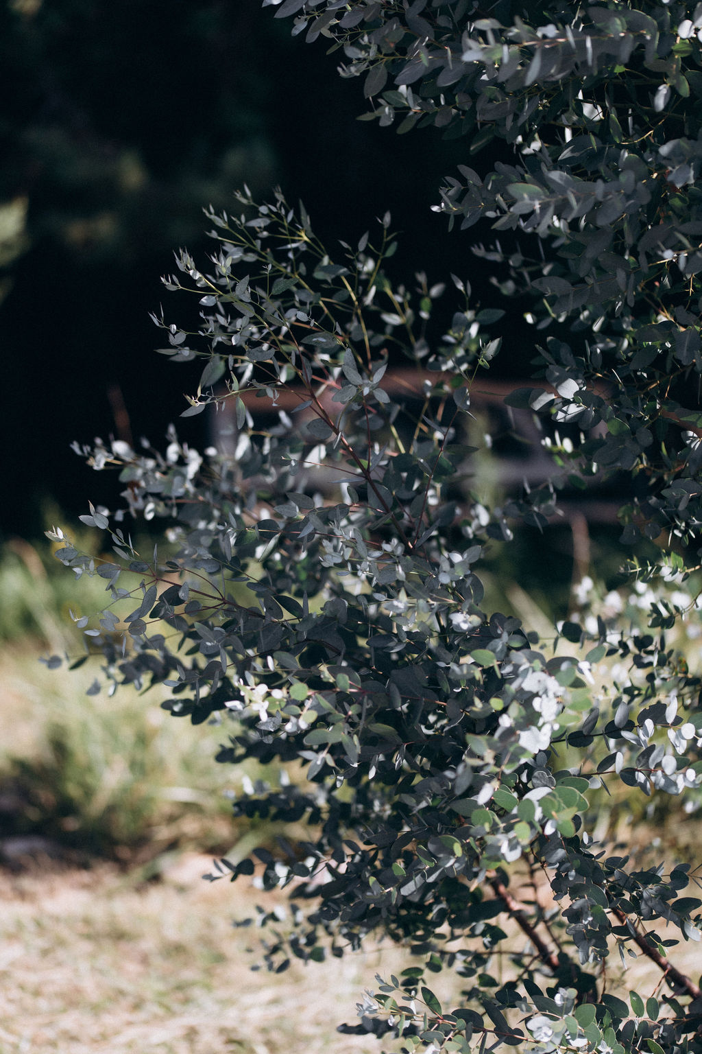 Feuillage d’eucalyptus bio stabilisé pour compositions florales