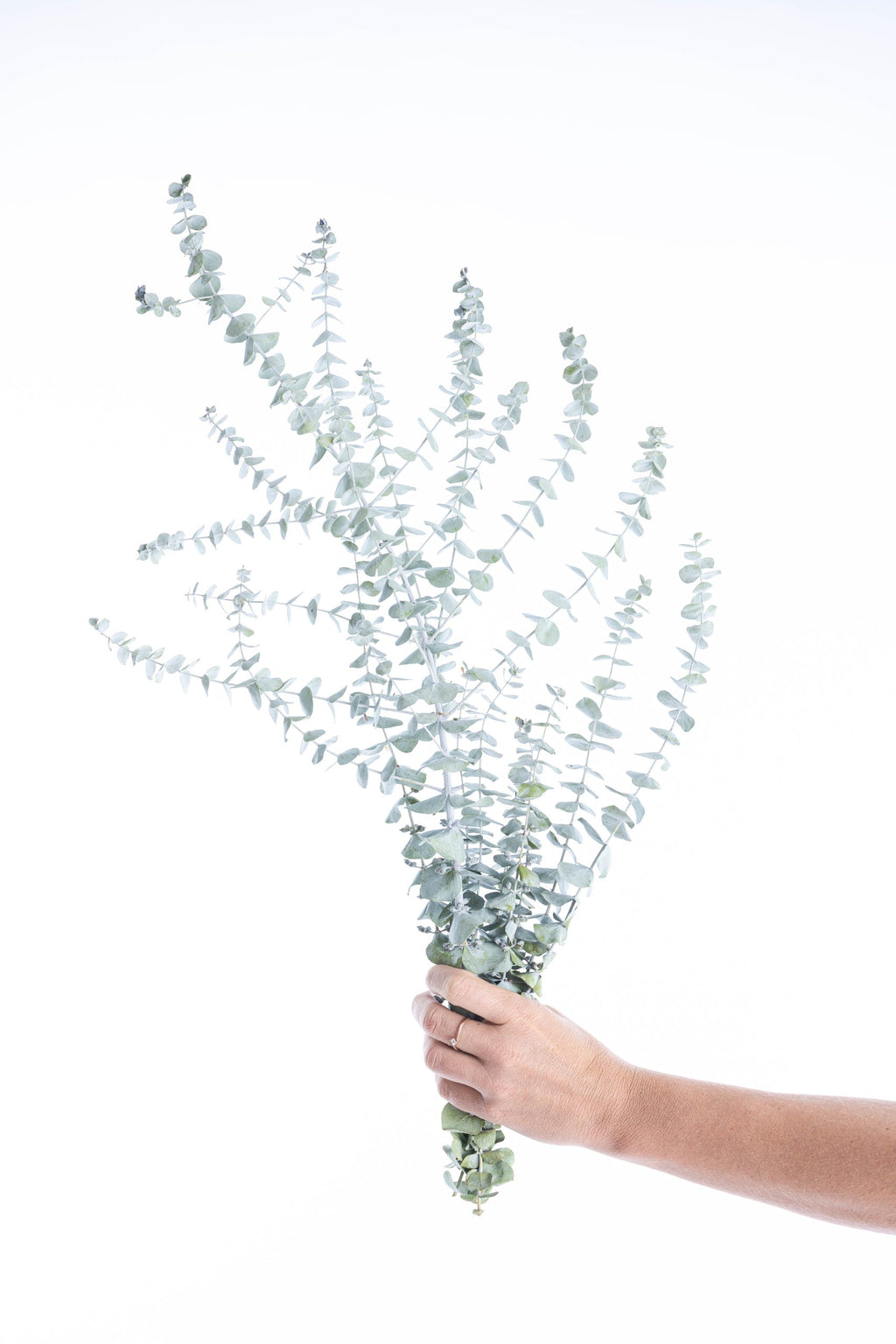 Eucalyptus stabilisé naturel issu de l’agriculture biologique