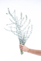 Eucalyptus stabilisé naturel issu de l’agriculture biologique