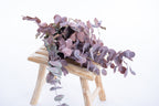 Feuillage d’eucalyptus cinerea stabilisé aux reflets rouge violet
