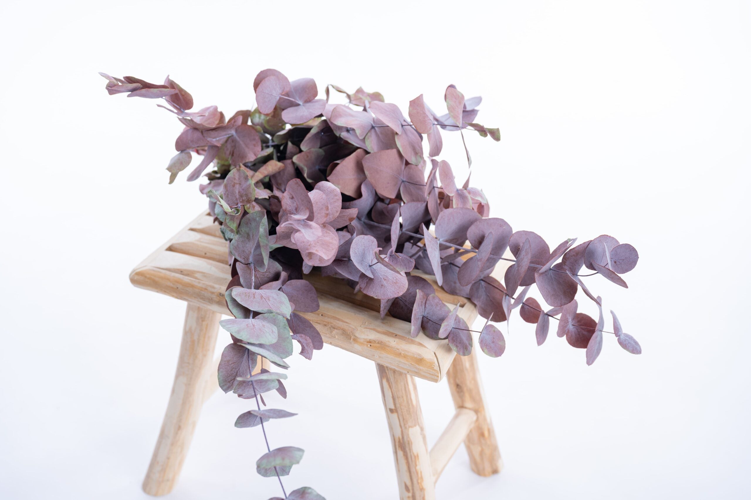 Feuillage d’eucalyptus cinerea stabilisé aux reflets rouge violet