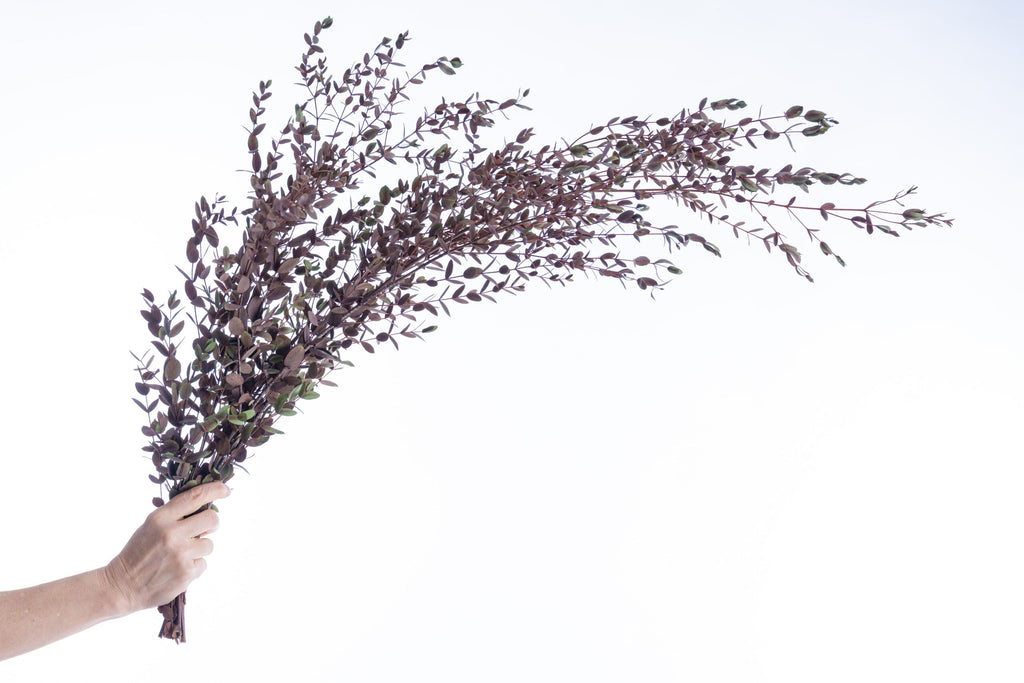 Eucalyptus parvifolia stabilisé aux reflets rouge violet naturels