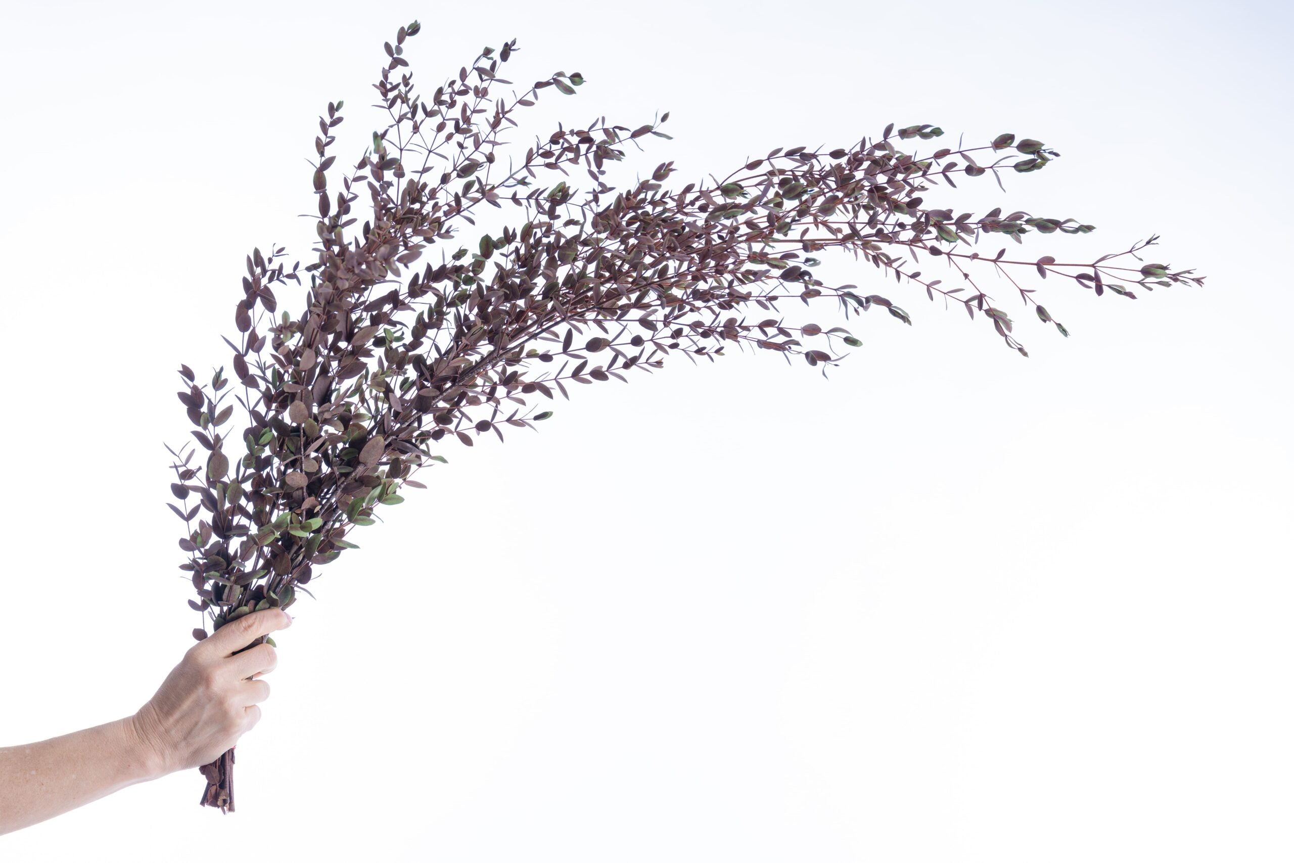 Eucalyptus parvifolia stabilisé aux reflets rouge violet naturels