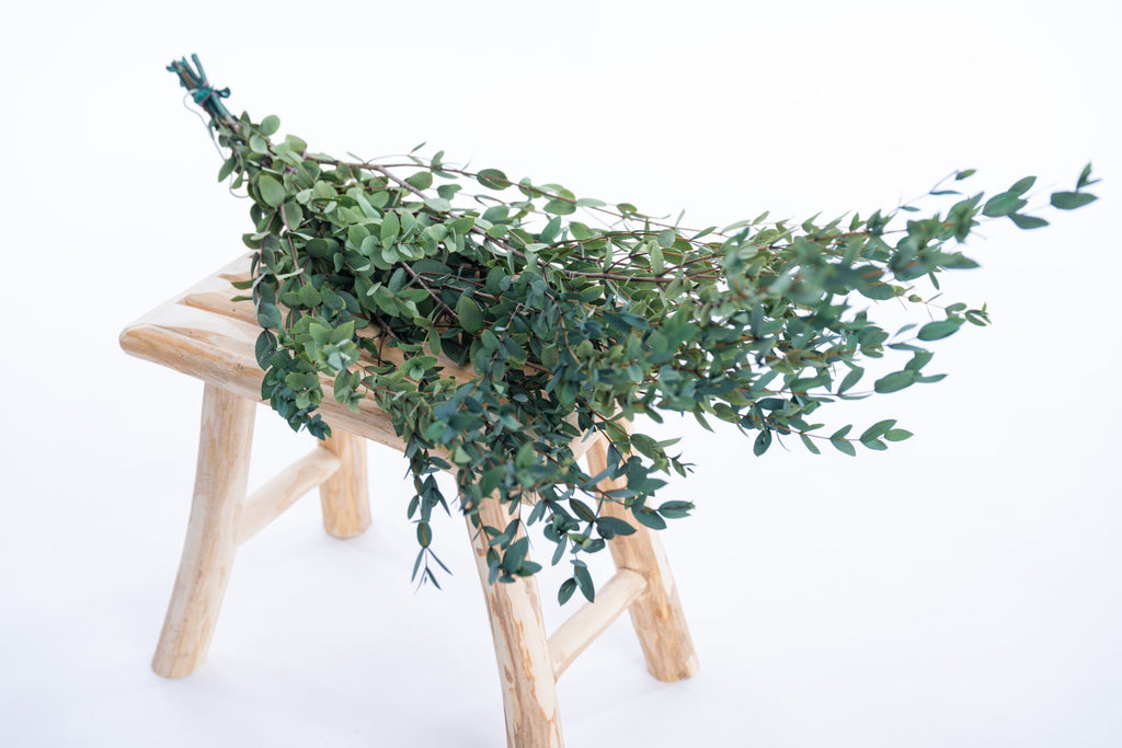 Feuillage d’eucalyptus parvifolia stabilisé vert naturel