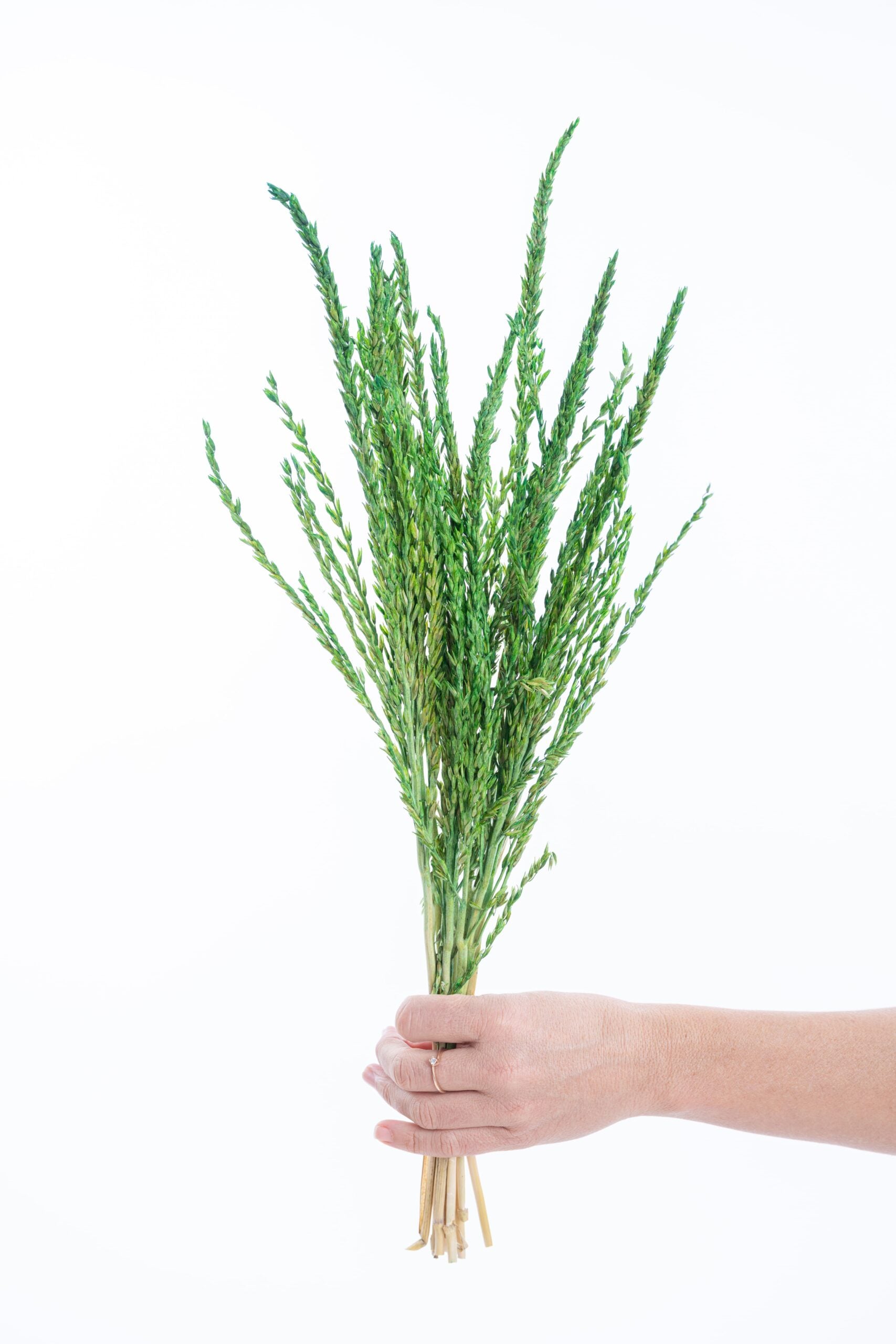 Fleur de pays à la teinte verte intense pour compositions florales