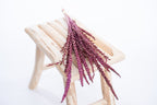 Fleur de pays cyclamen, rose intense et lumineux