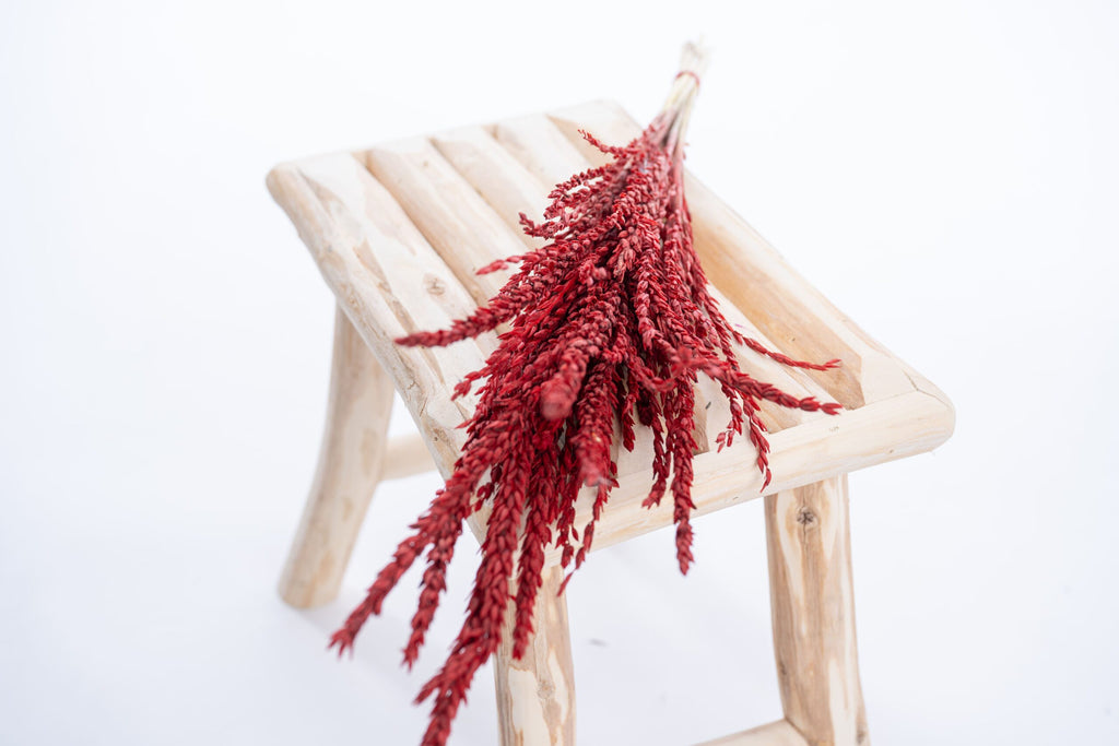 Fleur séchée rouge vif, collection fleur de pays Terralya