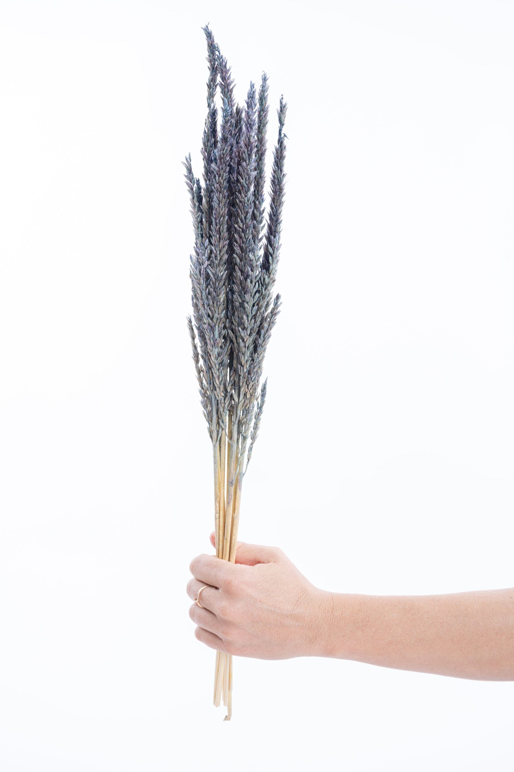 Fleur séchée fleur de pays bleu gris, teinte subtile et graphique