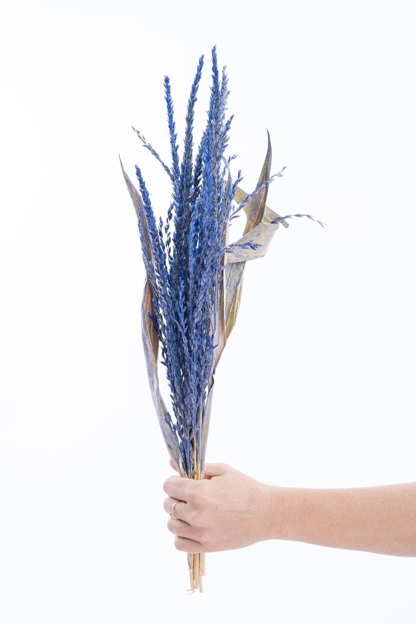 Fleur séchée colorée bleu royal, issue de la collection fleur de pays