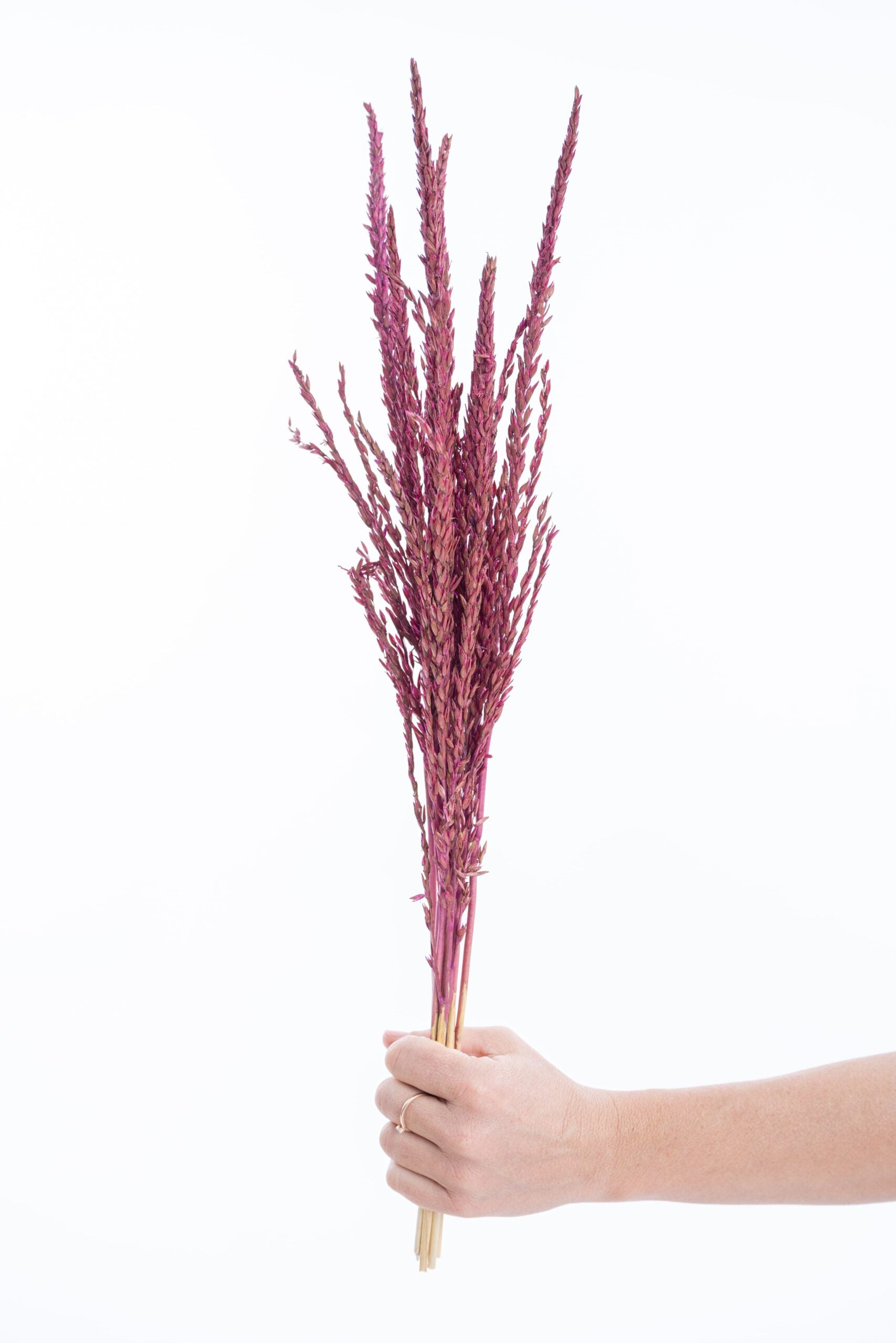 Fleur séchée fleur de pays cyclamen, colorée à la main