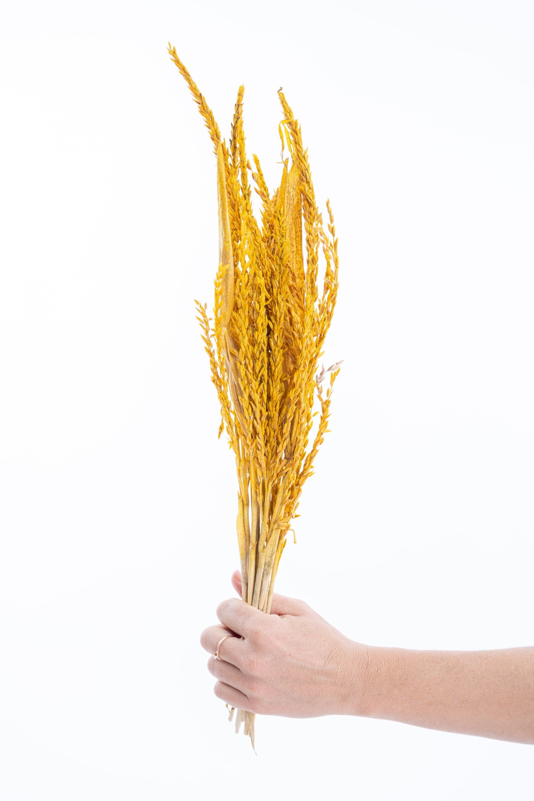 Fleur séchée fleur de pays, ton jaune vif Kamala