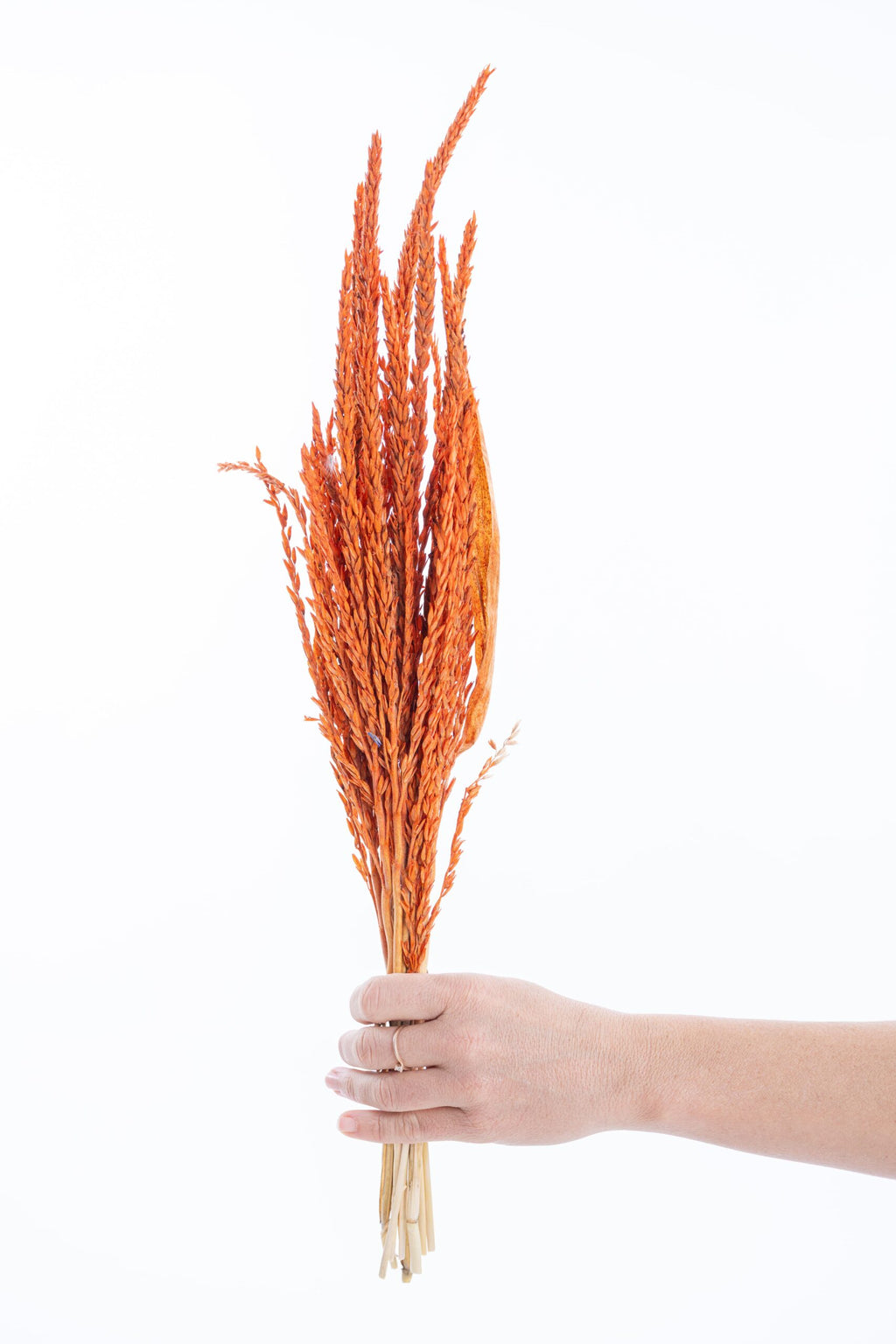 Fleur séchée fleur de pays, teinte orange lumineuse