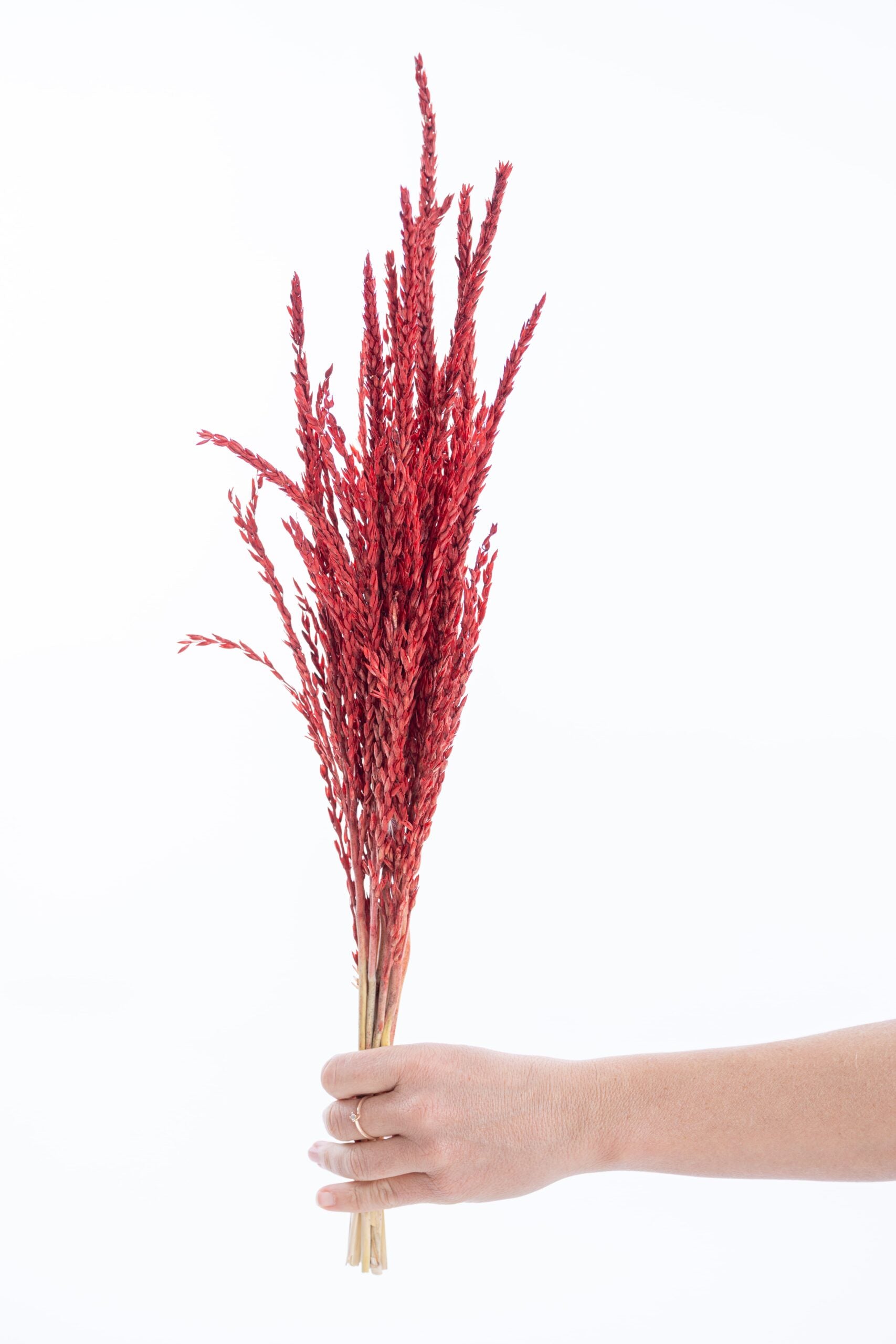 Fleur séchée fleur de pays, teinte rouge éclatante