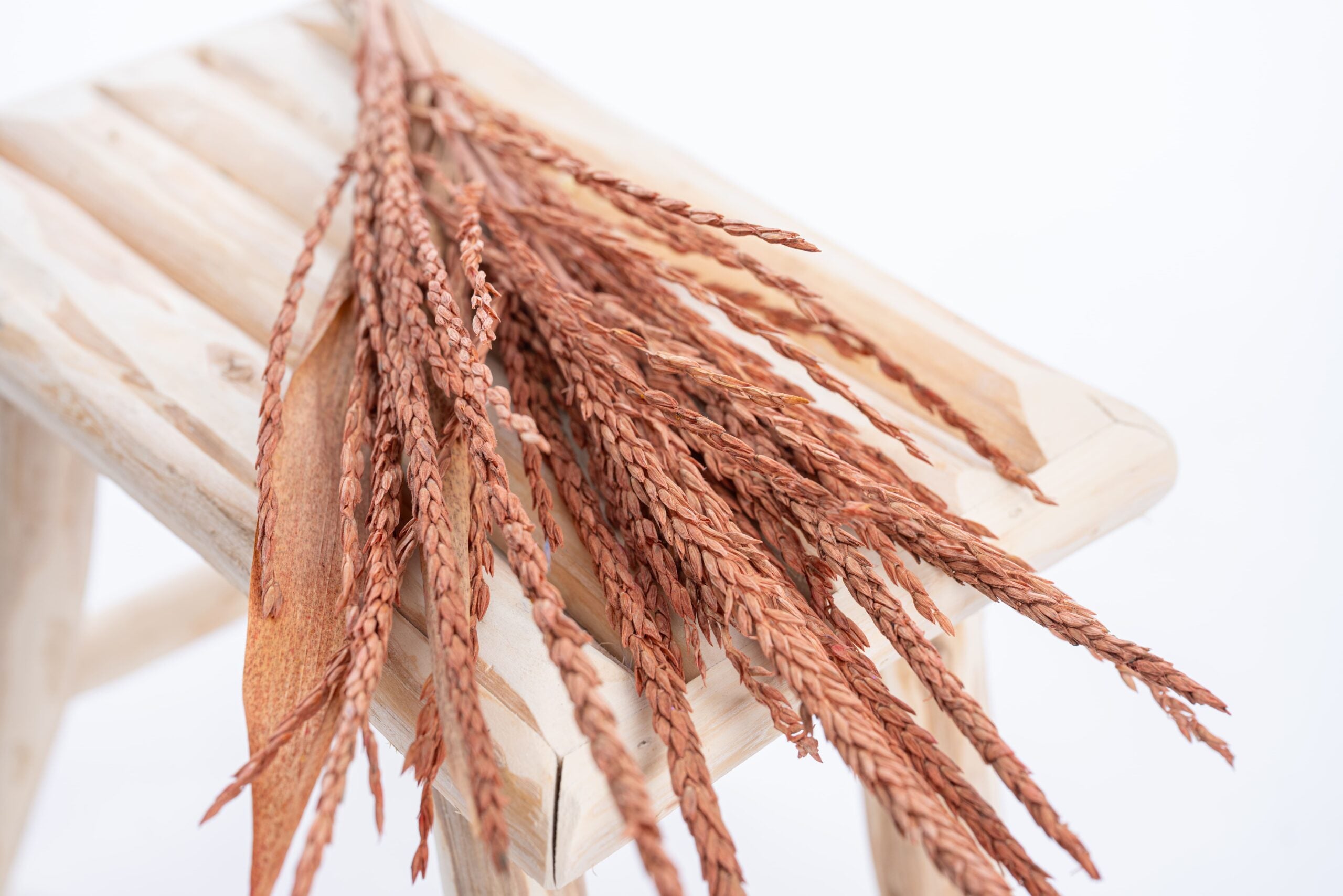 Fleur séchée terracotta, issue de la collection fleur de pays Terralya