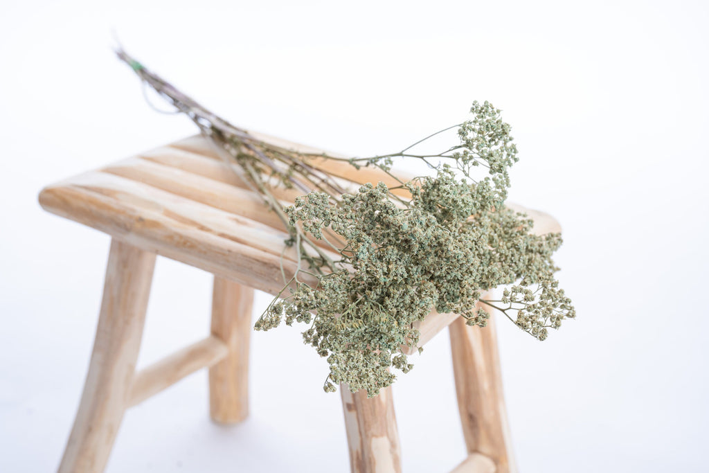 Achillée séchée verte, teintée couleur Brentonico