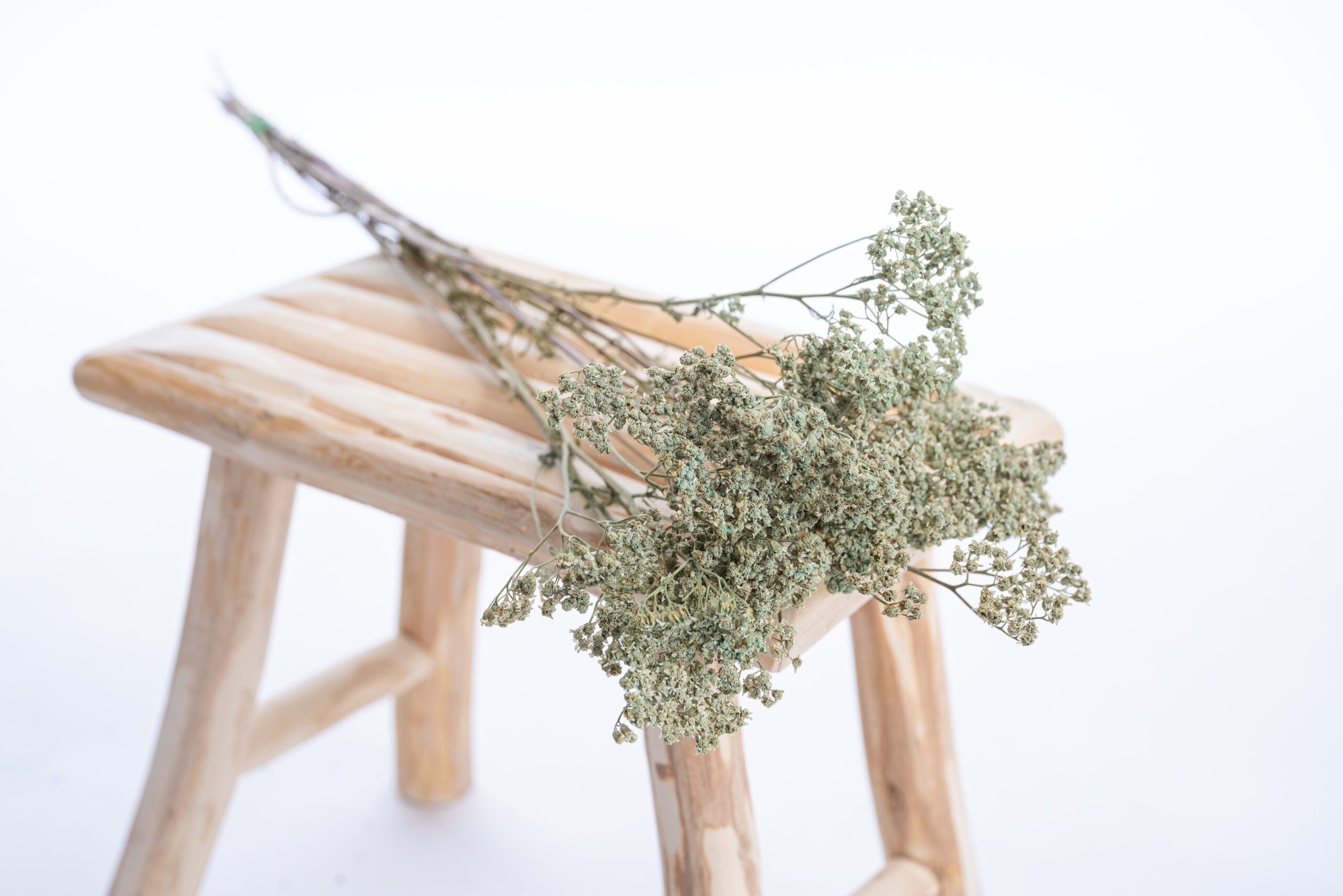 Achillée séchée verte, teintée couleur Brentonico