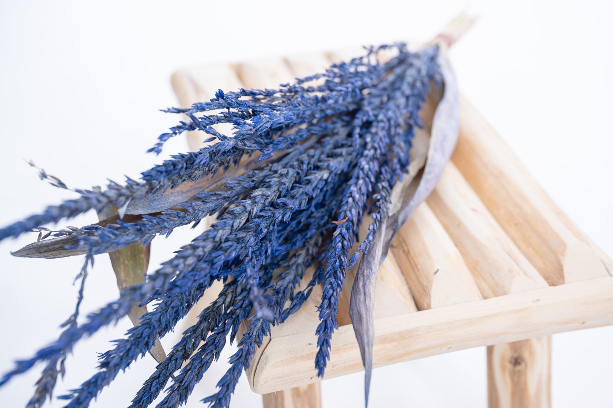 Fleur de pays bleu royal, teinte profonde et vibrante