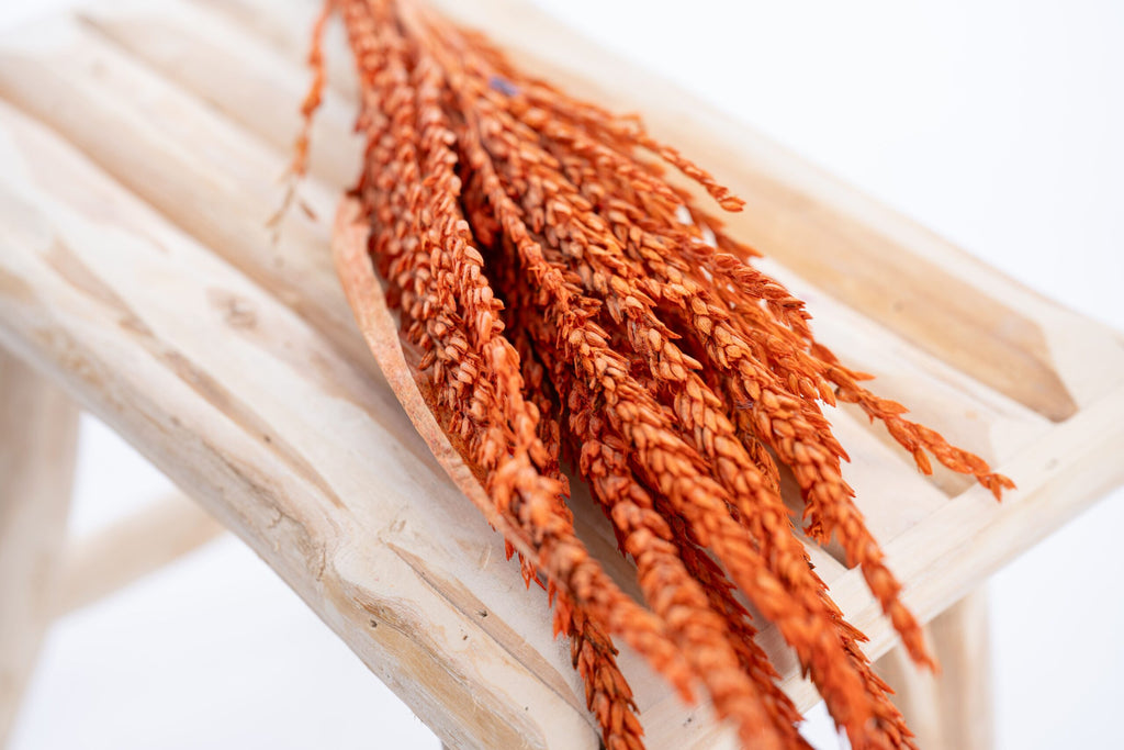 Fleur de pays colorée en orange intense, séchée naturellement