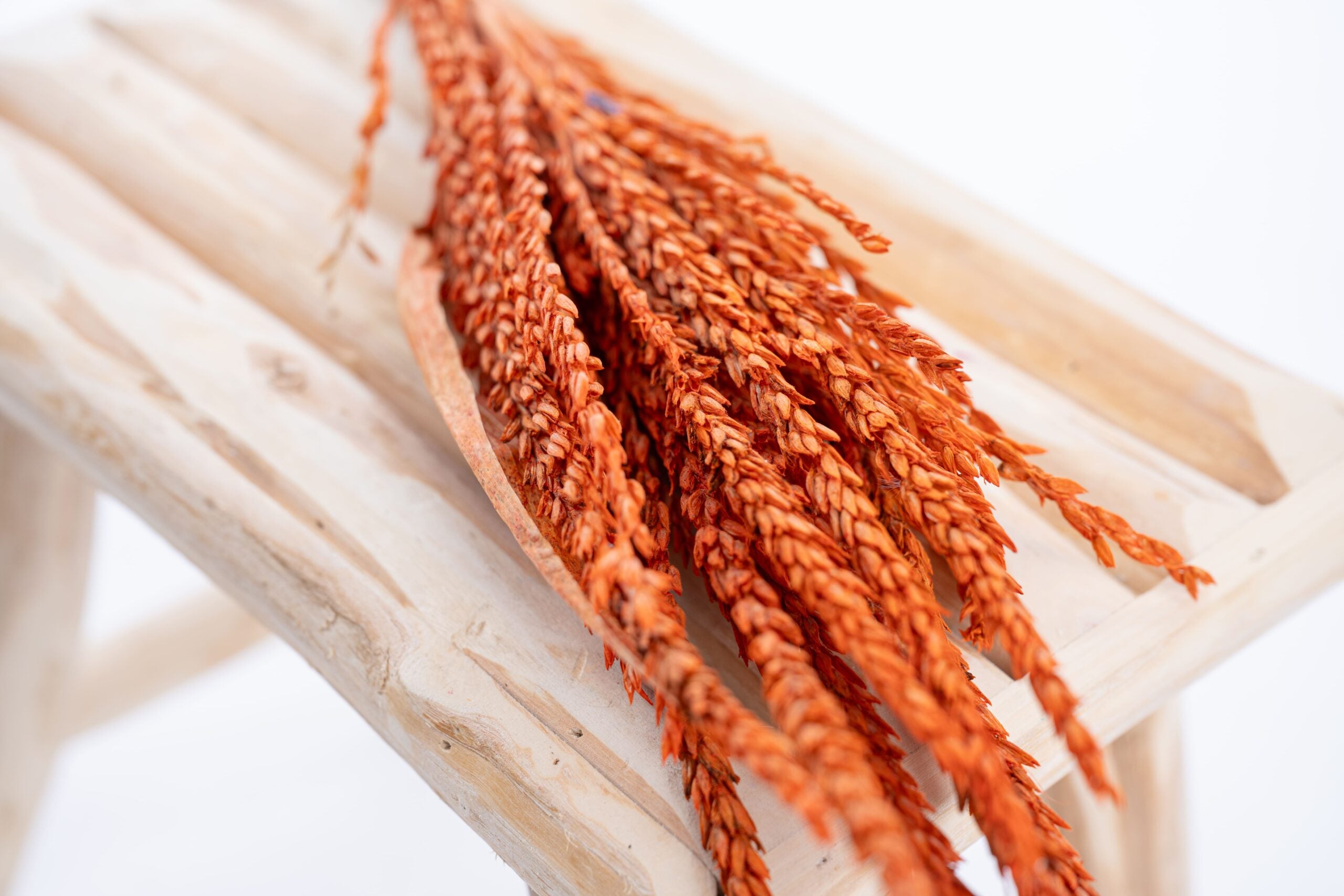 Fleur de pays colorée en orange intense, séchée naturellement