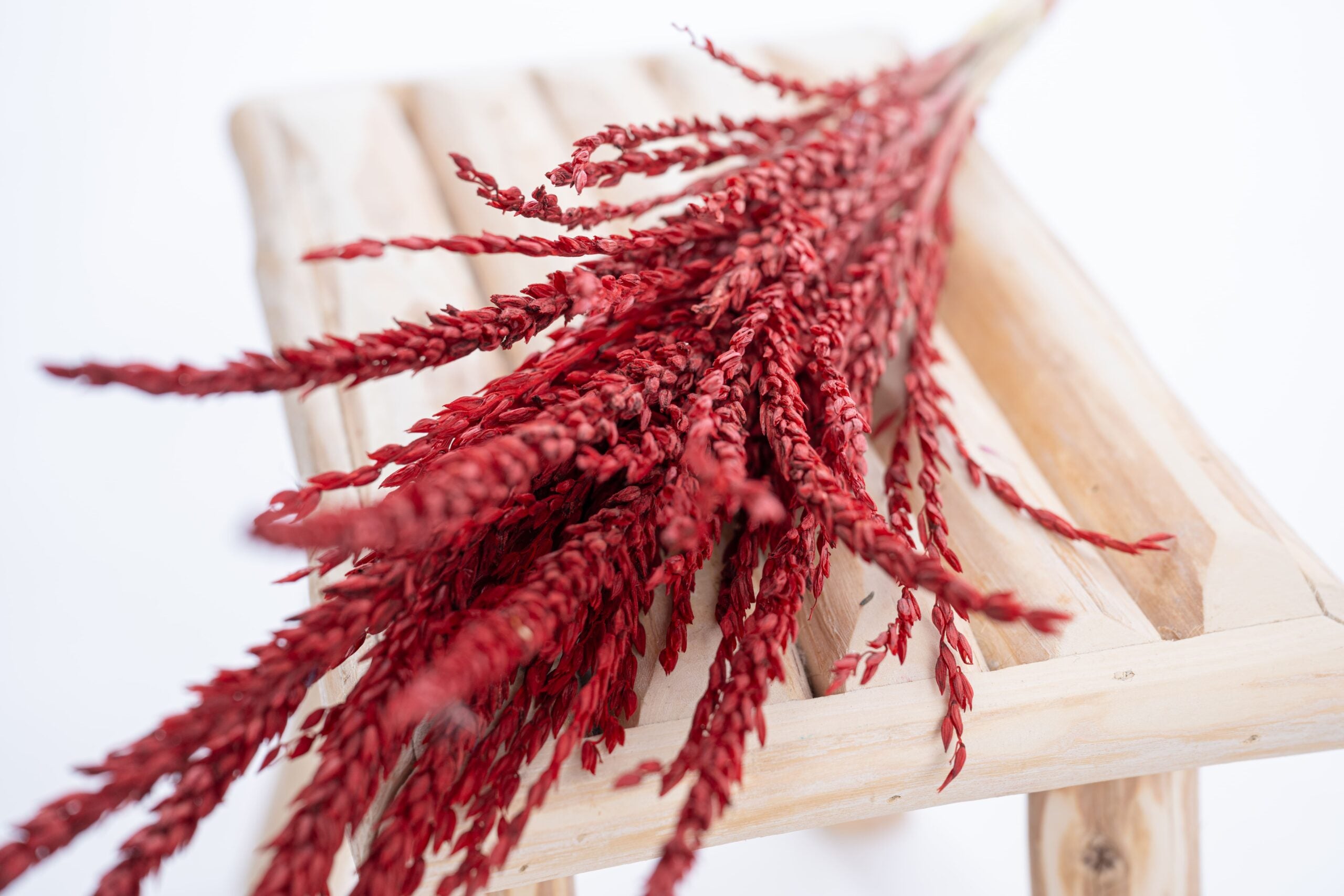 Fleur de pays colorée en rouge intense, séchée et teintée à la main