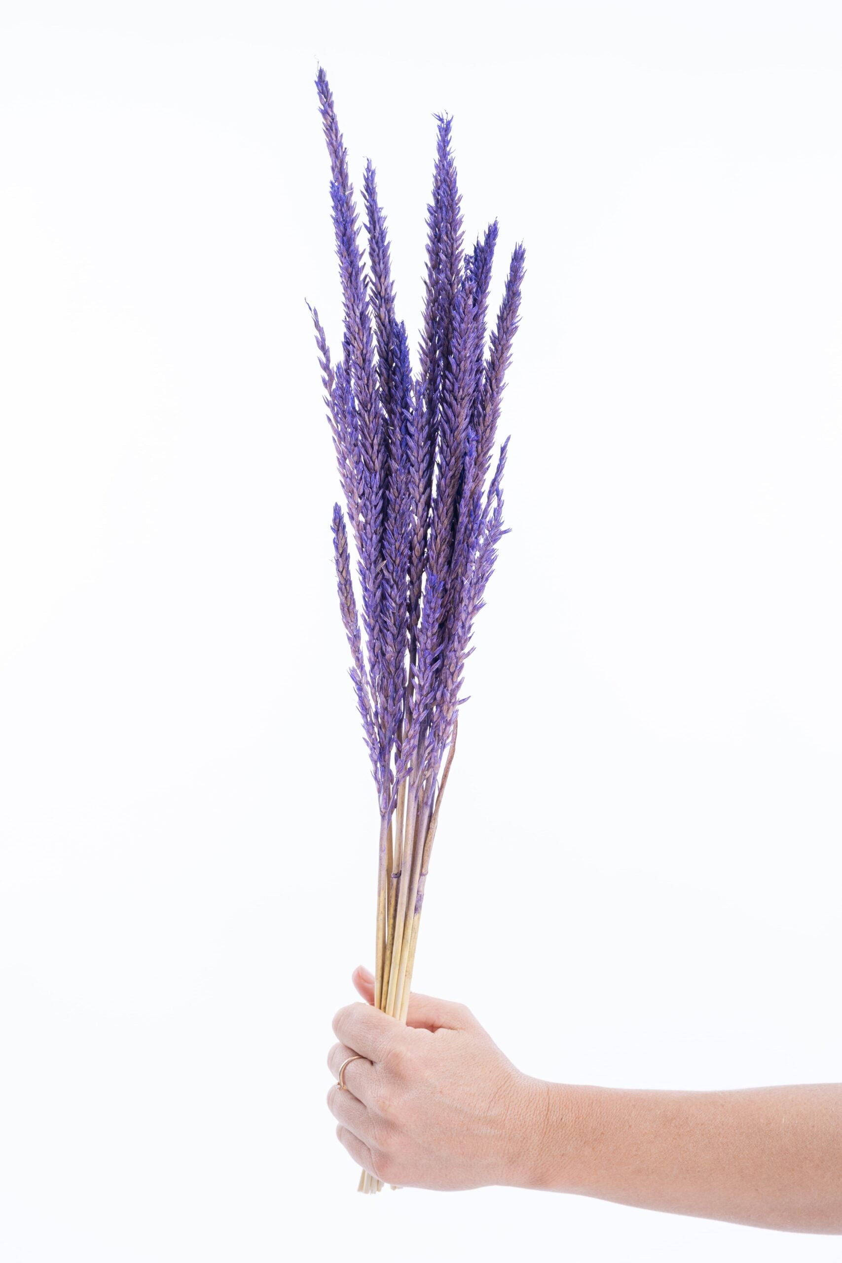 Fleur de pays teintée en violet profond, séchée naturellement