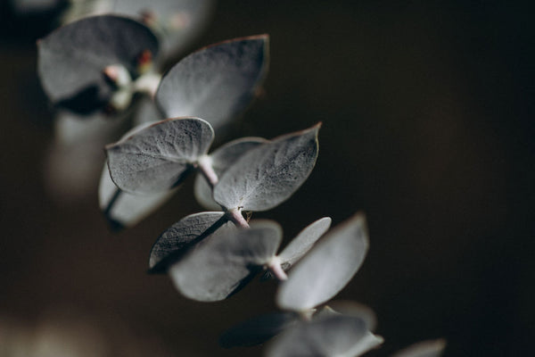 Fleurs stabilisées