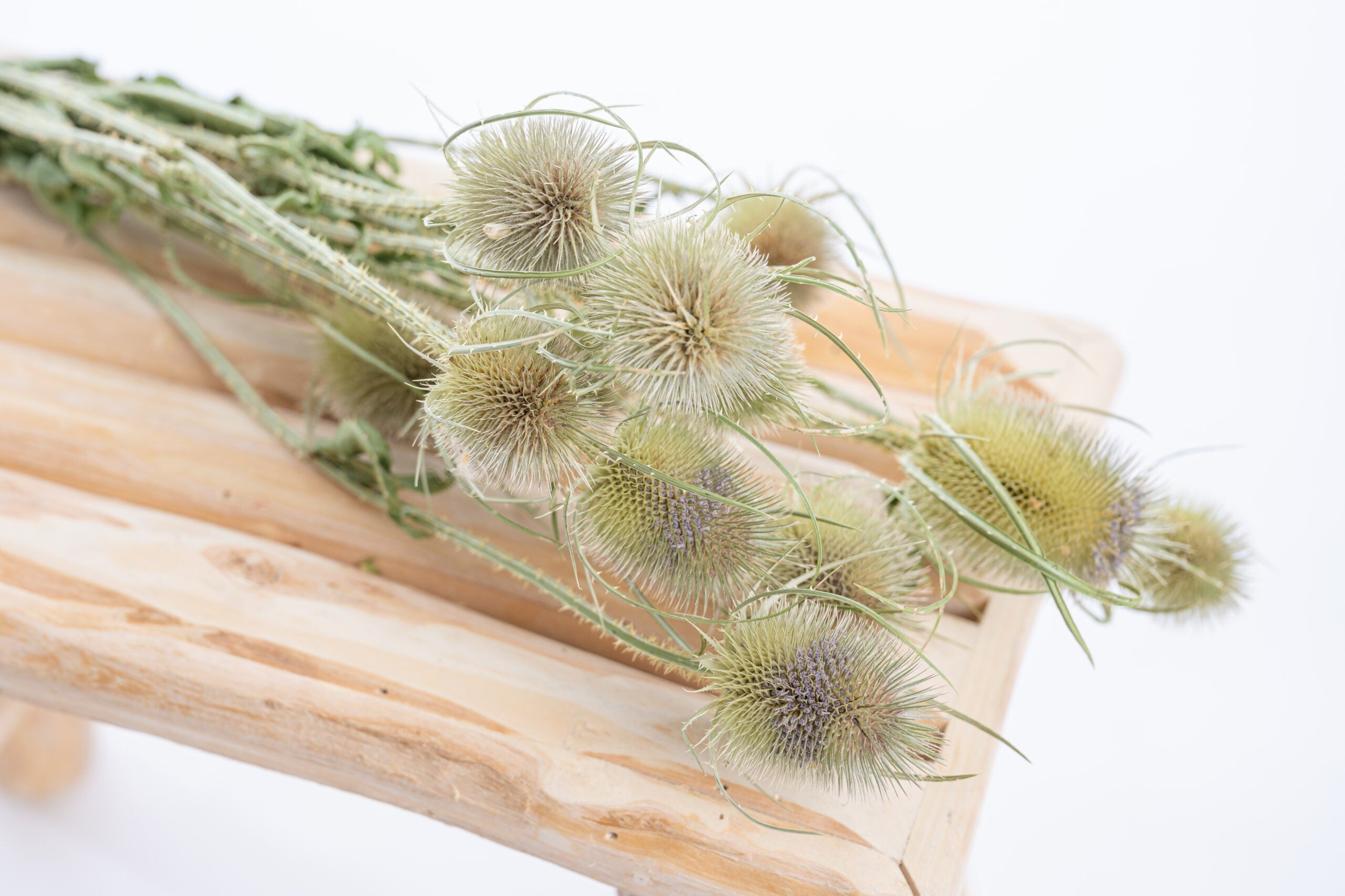 Tige de cardère prête à être utilisée en fleur séchée