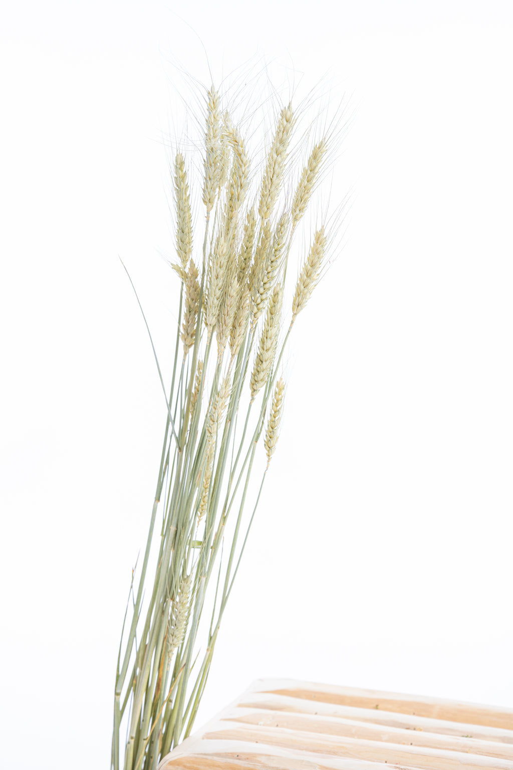 Vue de bout d'une botte de blé séché naturel bio – fleurs séchées françaises Terralya