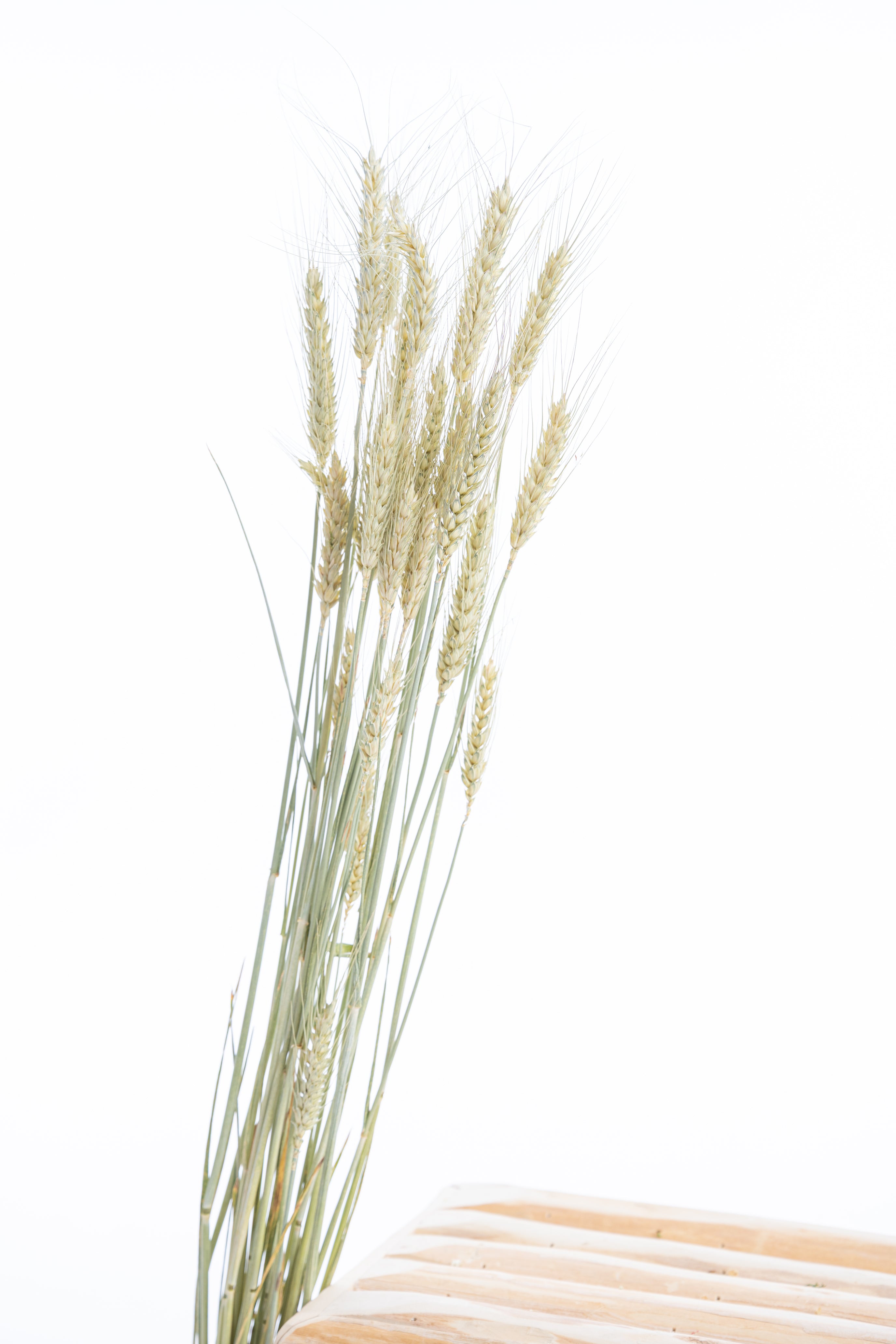 Vue de bout d'une botte de blé séché naturel bio – fleurs séchées françaises Terralya