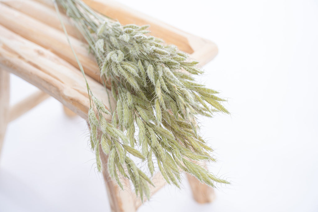 Tiges de brome séché, graminée fine cultivée en bio chez Terralya