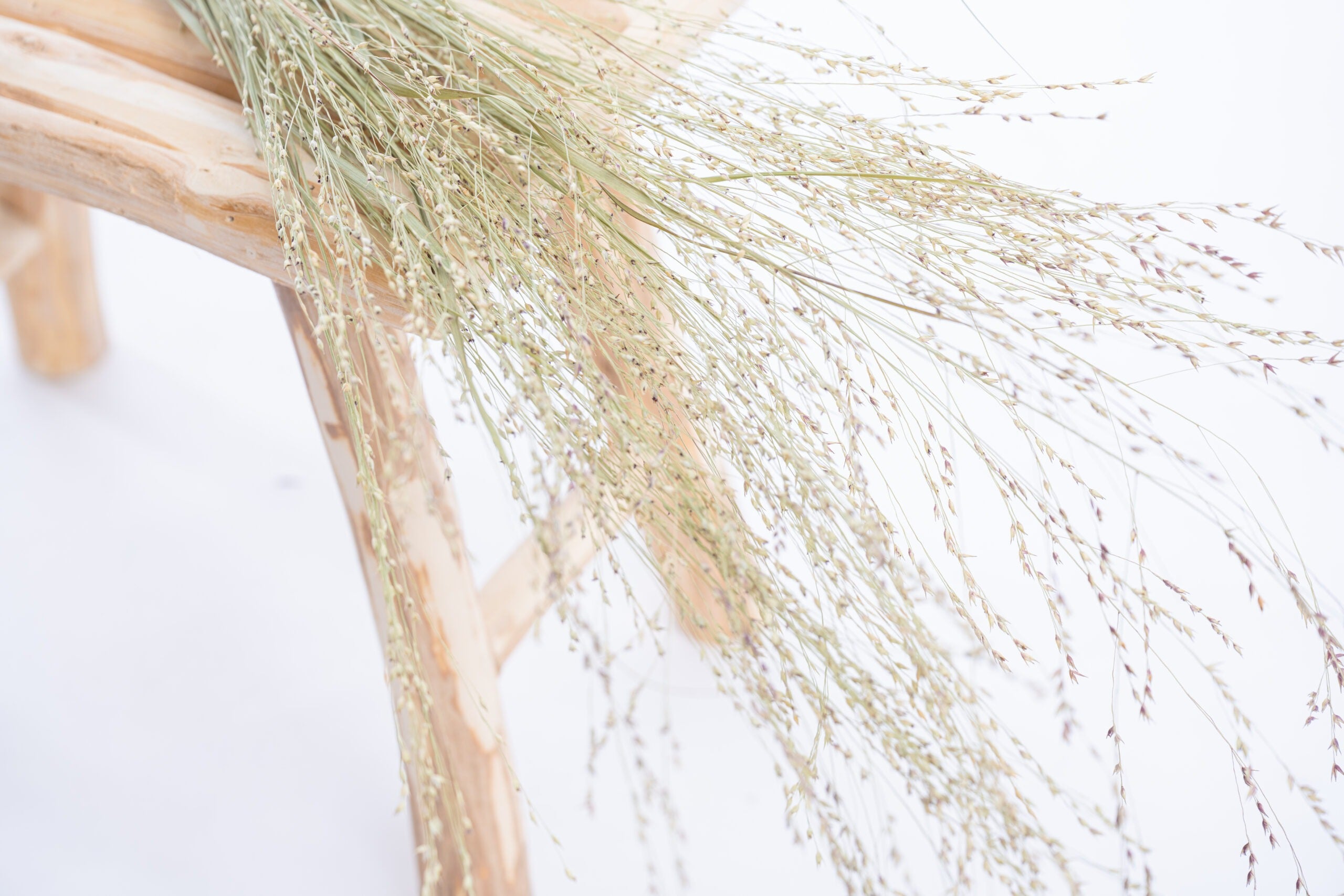 Éragrostis séchée cultivée naturellement à la ferme Terralya