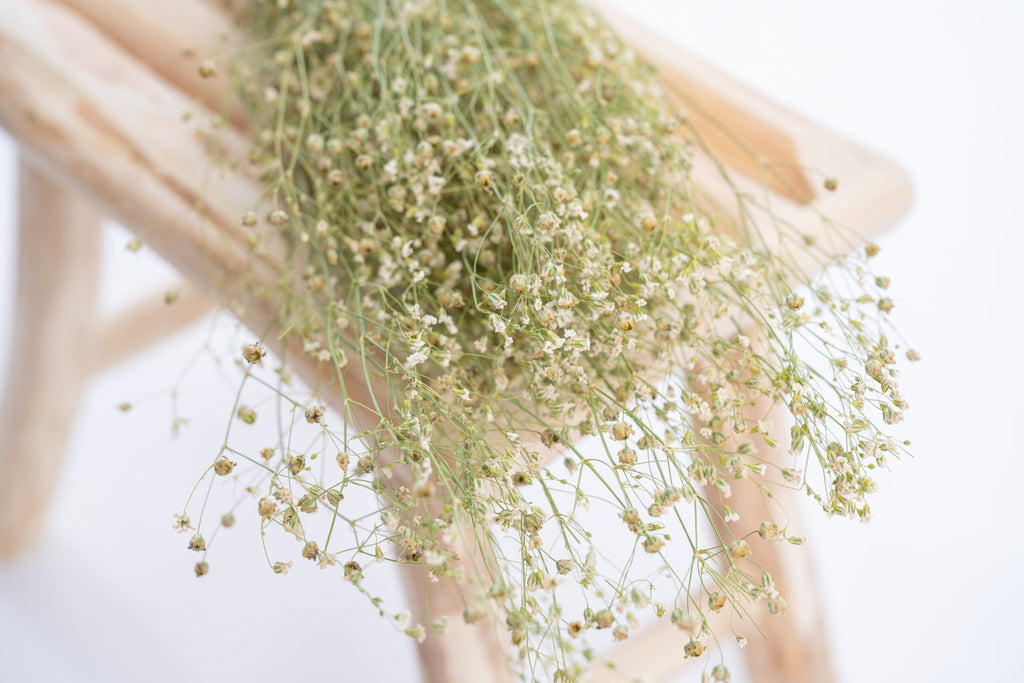 Fleurs de gypsophile elegans séchées pour décoration naturelle
