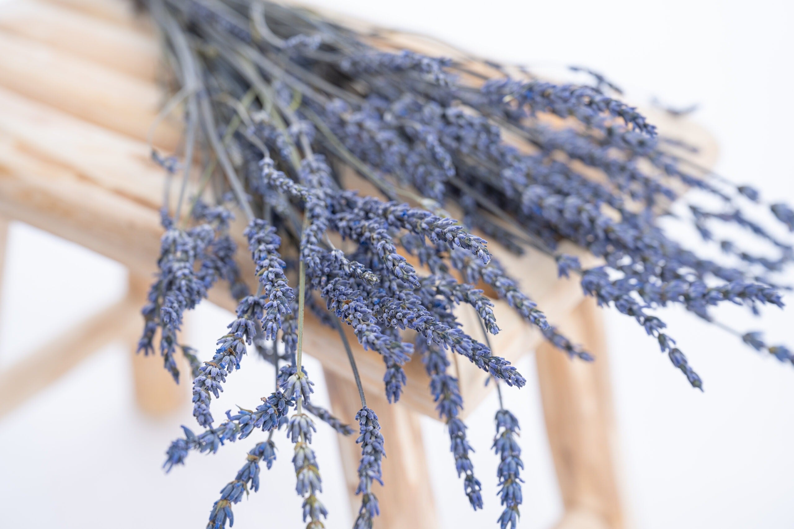 Brins de lavande séchée cultivés en bio à la ferme Terralya