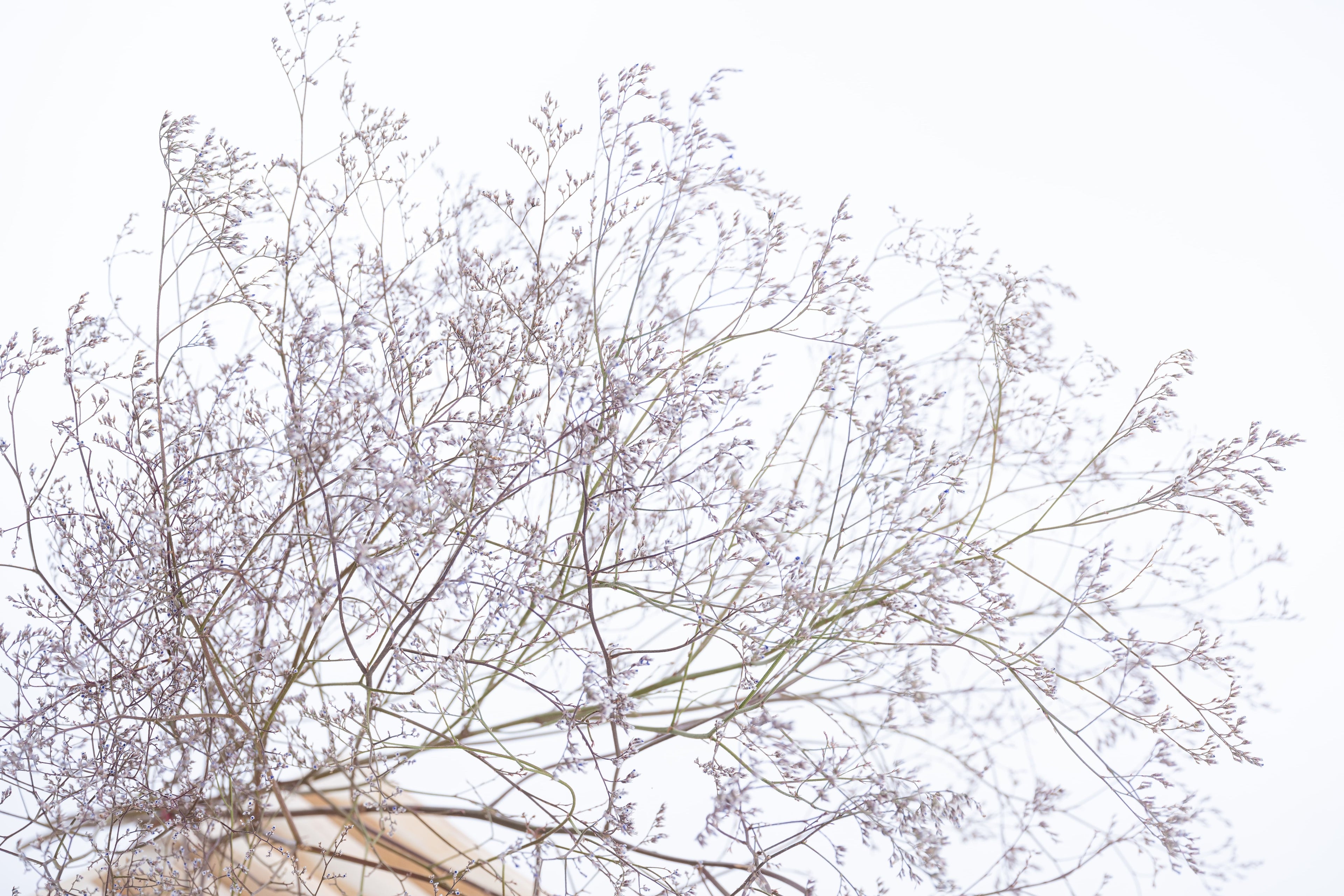 Gros plan sur les fleurs de Limonium latifolium séché cultivées par Terralya