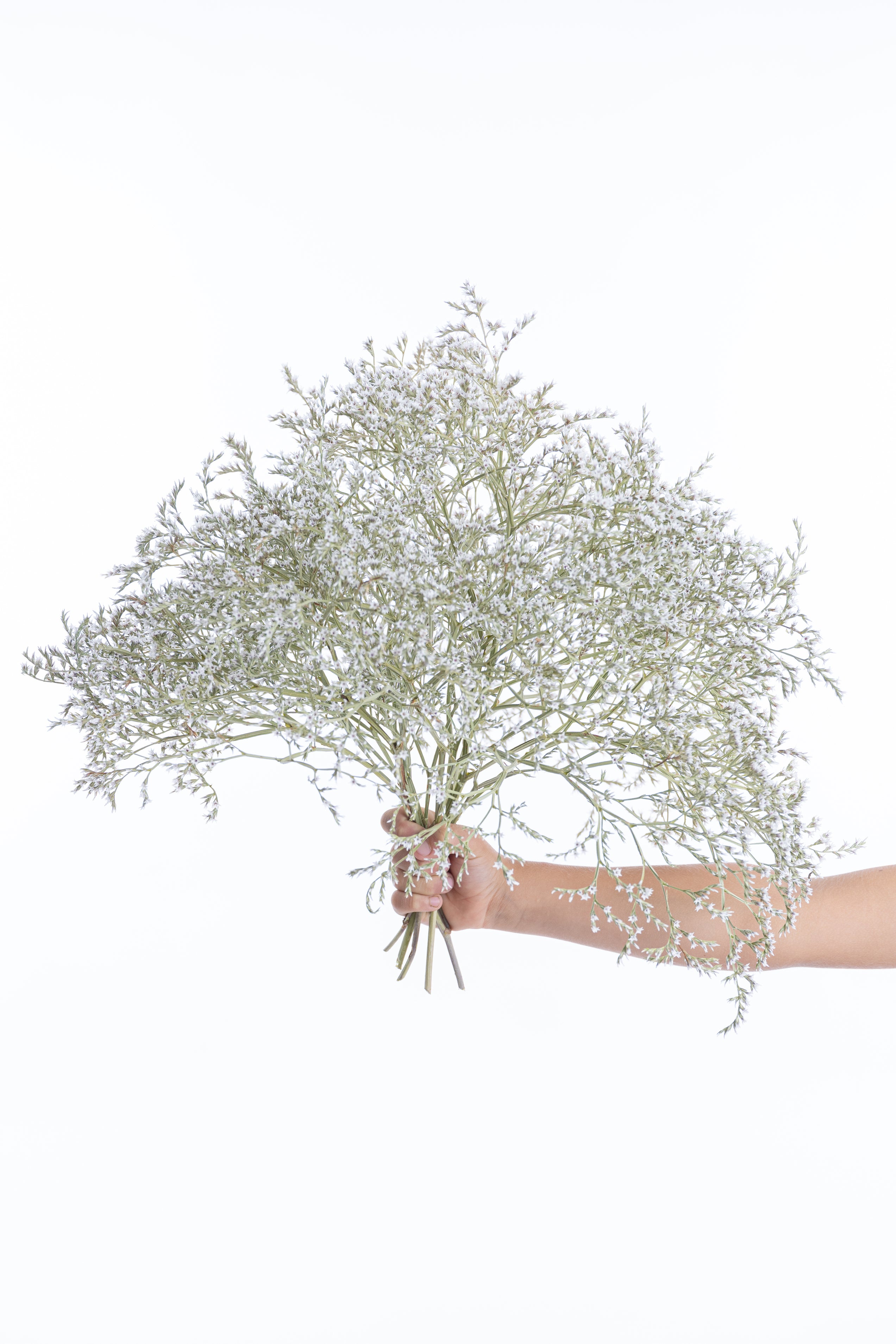 Botte de Limonium tartaricum séché tenue en main – fleur séchée bio française Terralya