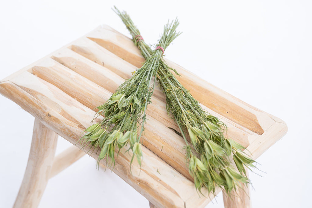 Nigelle orientale bio prête à être séchée pour la décoration