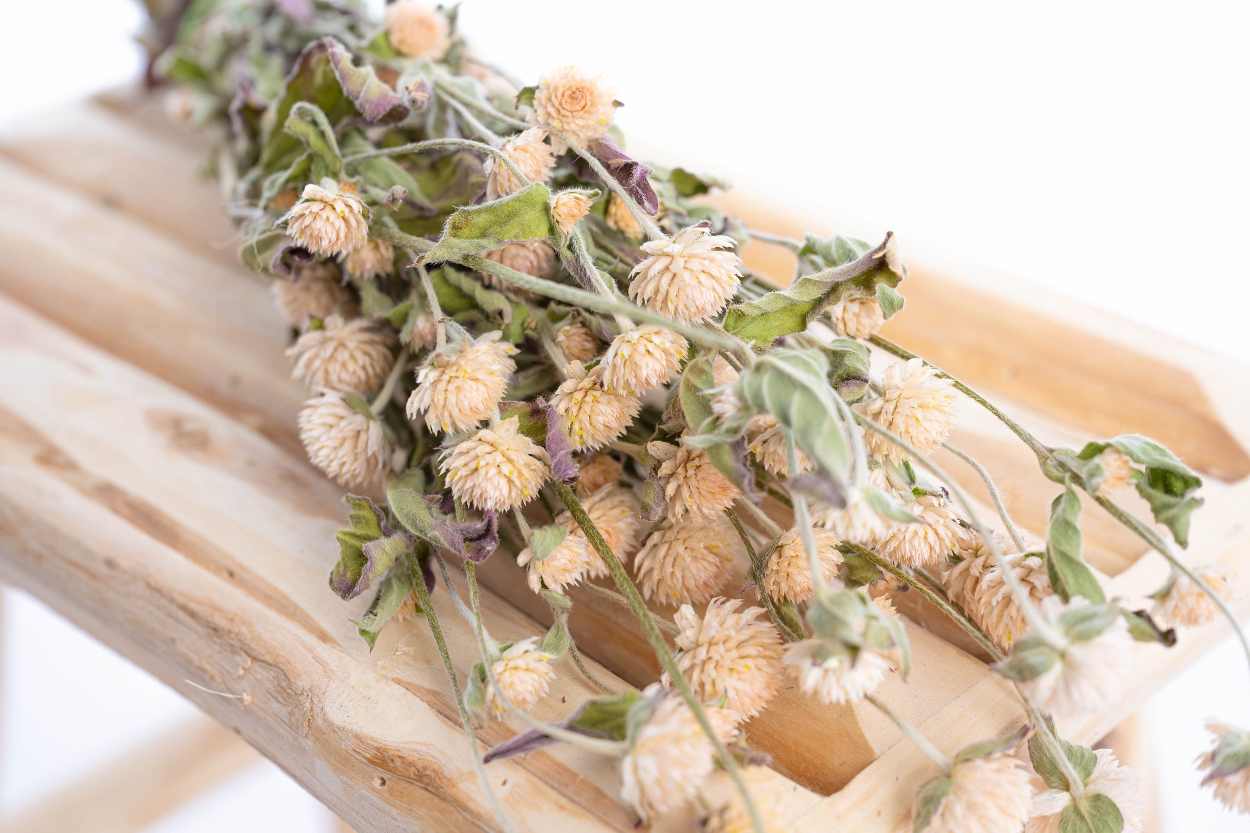Gomphrena blanche séchée naturelle – production locale bio