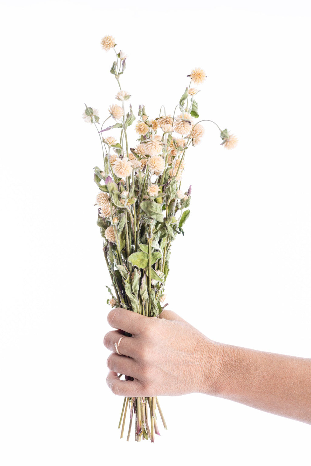 Gomphrena blanche séchée bio cultivée en France