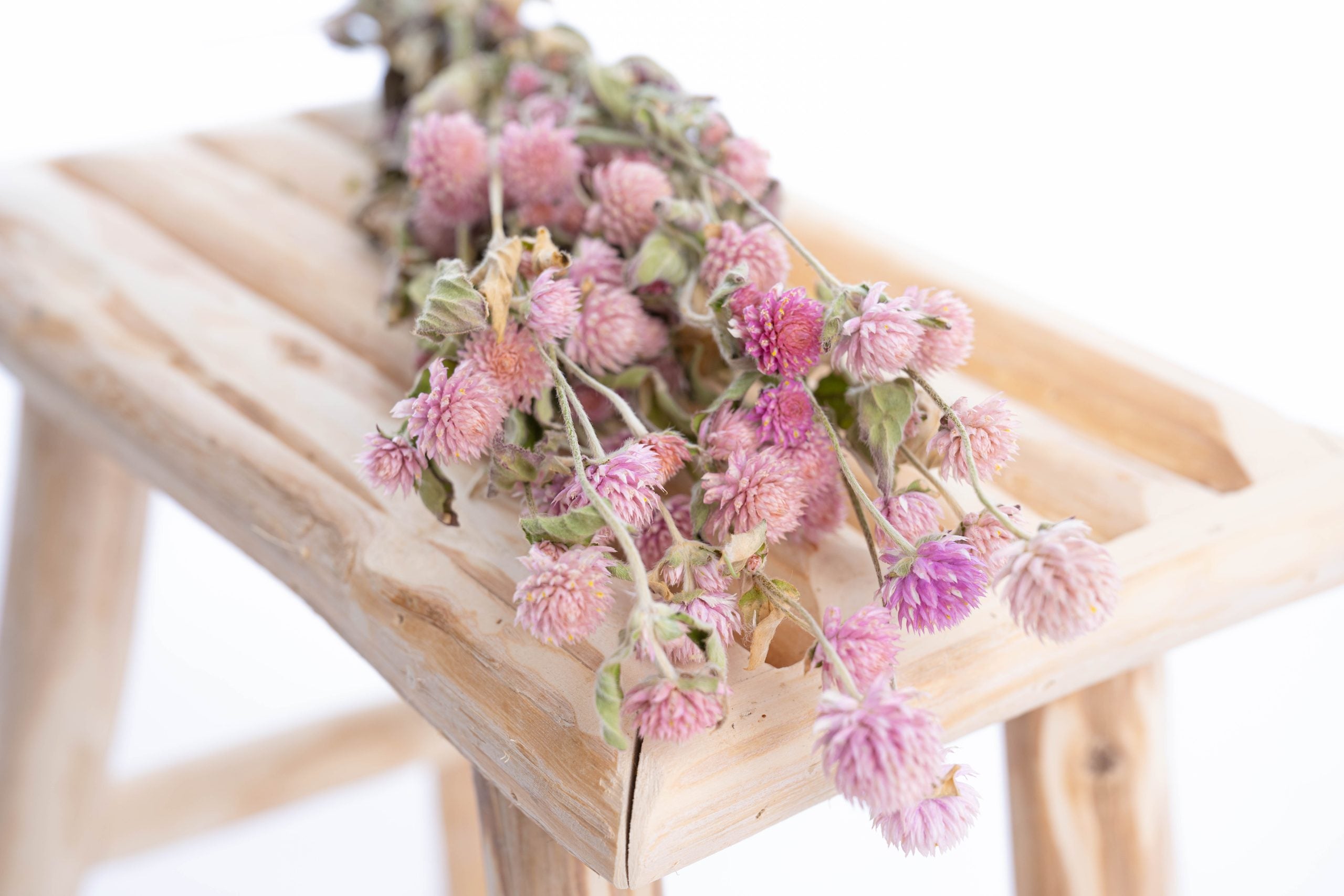 Gomphrena séchée bio française pour décoration florale