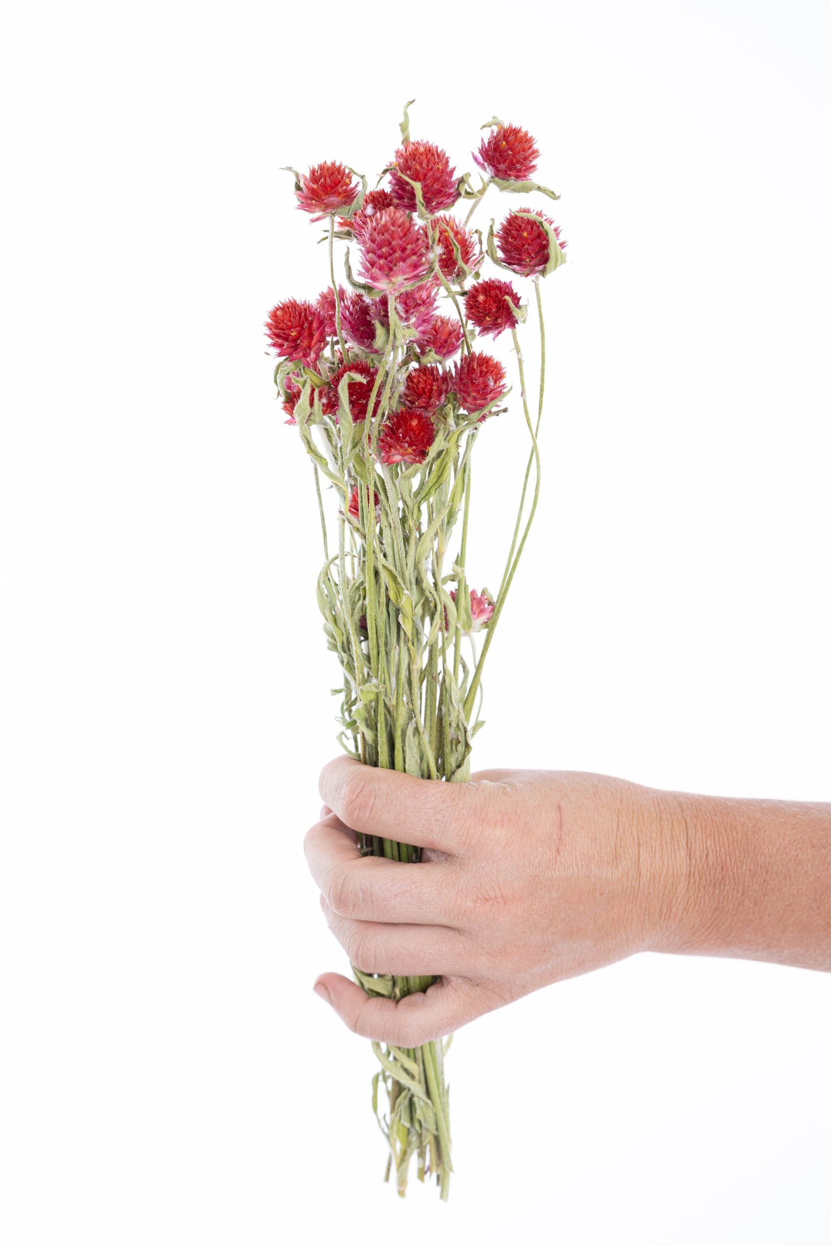 Fleurs séchées gomphrena naturelles et artisanales