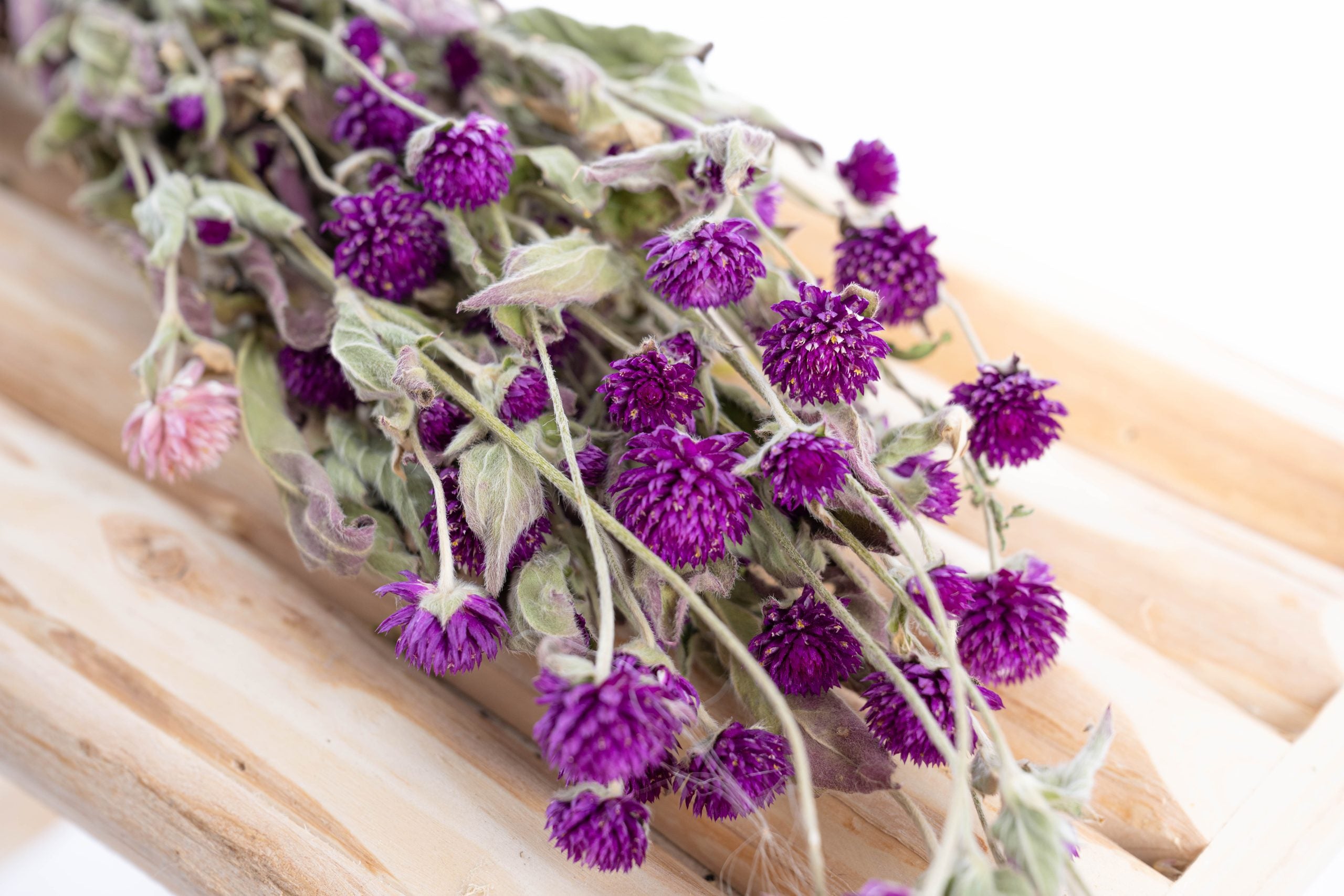 Gomphrena séchée bio cultivée en France