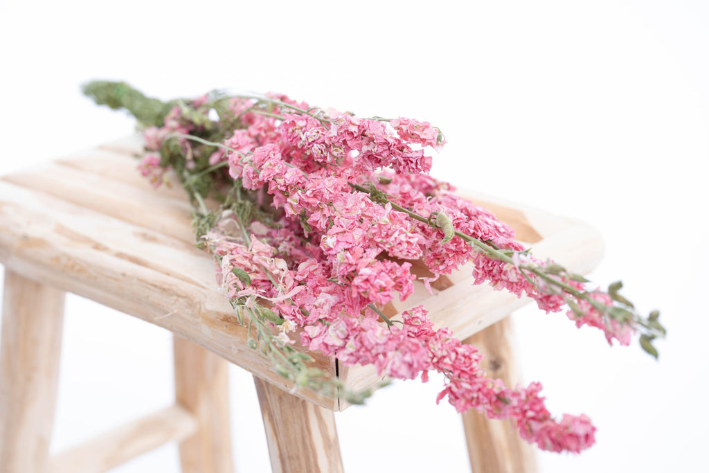 Fleurs de delphinium séchées rose