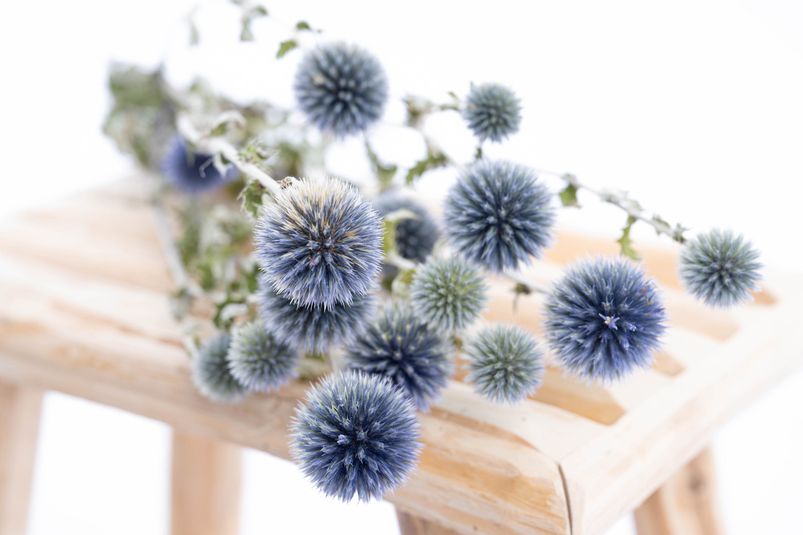 Chardon ornemental séché bio cultivé en France